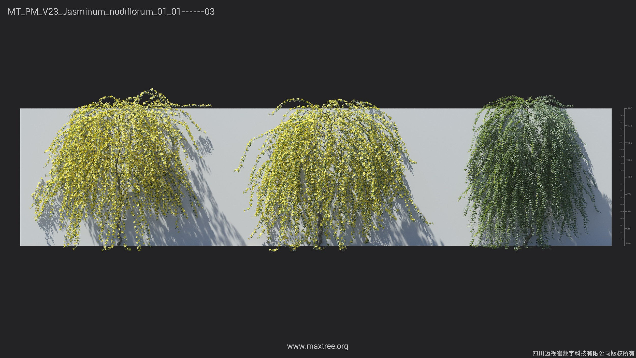 Maxtree Plant Models Vol 23 - Mesh 3D model_25