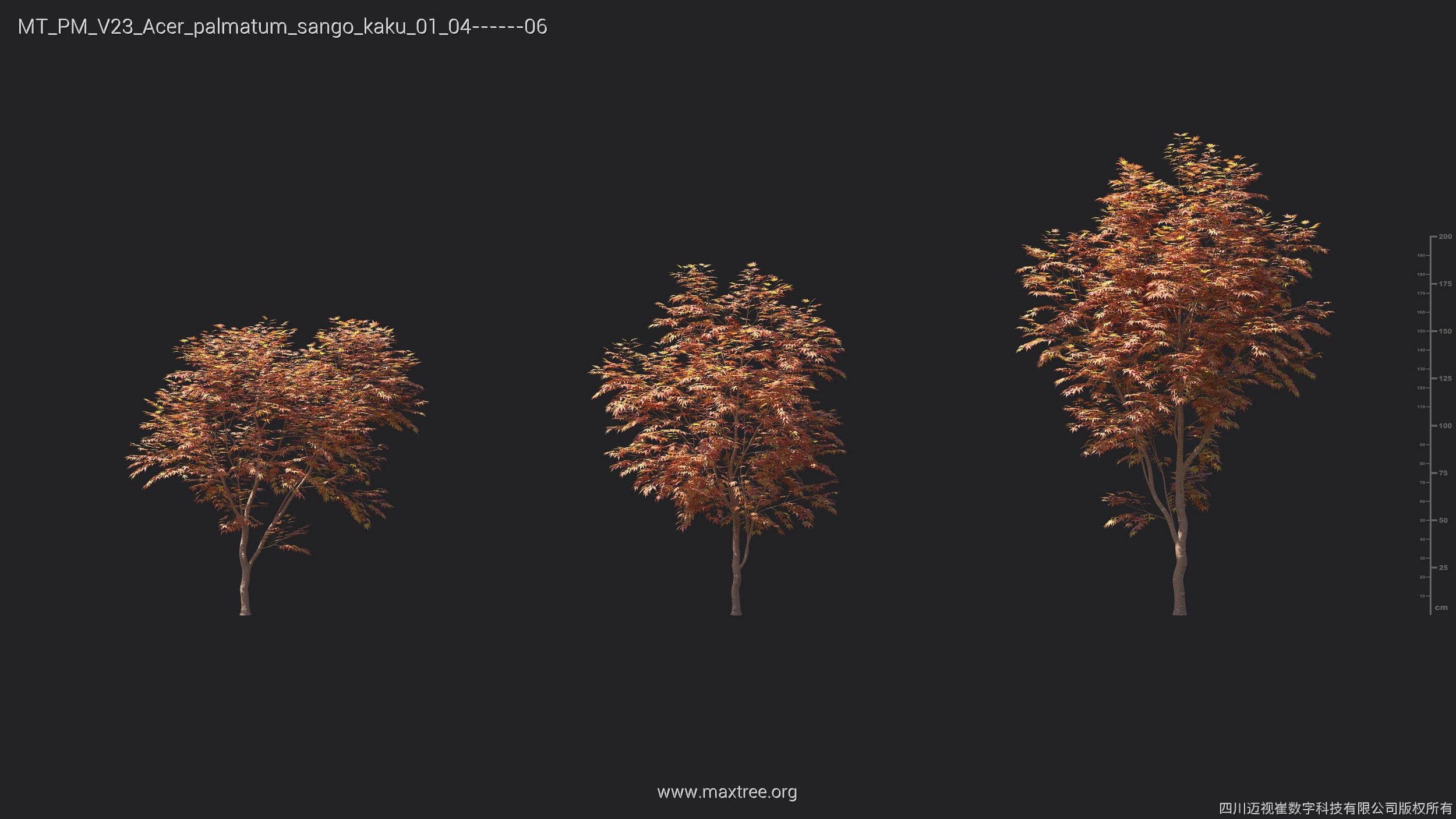 Maxtree Plant Models Vol 23 - Mesh 3D model_9