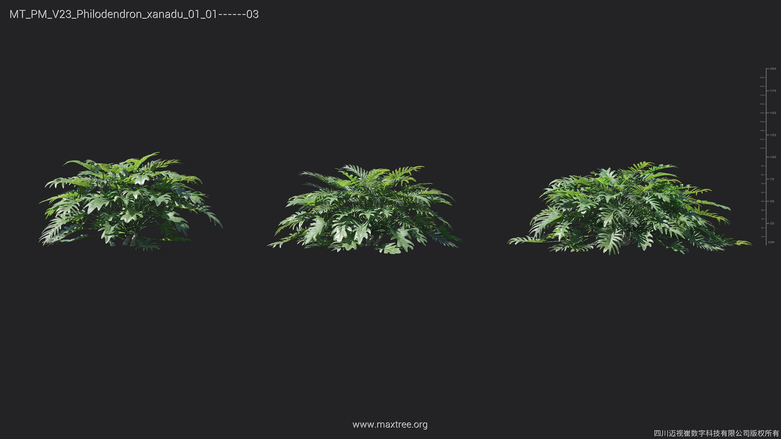 Maxtree Plant Models Vol 23 - Mesh 3D model_14
