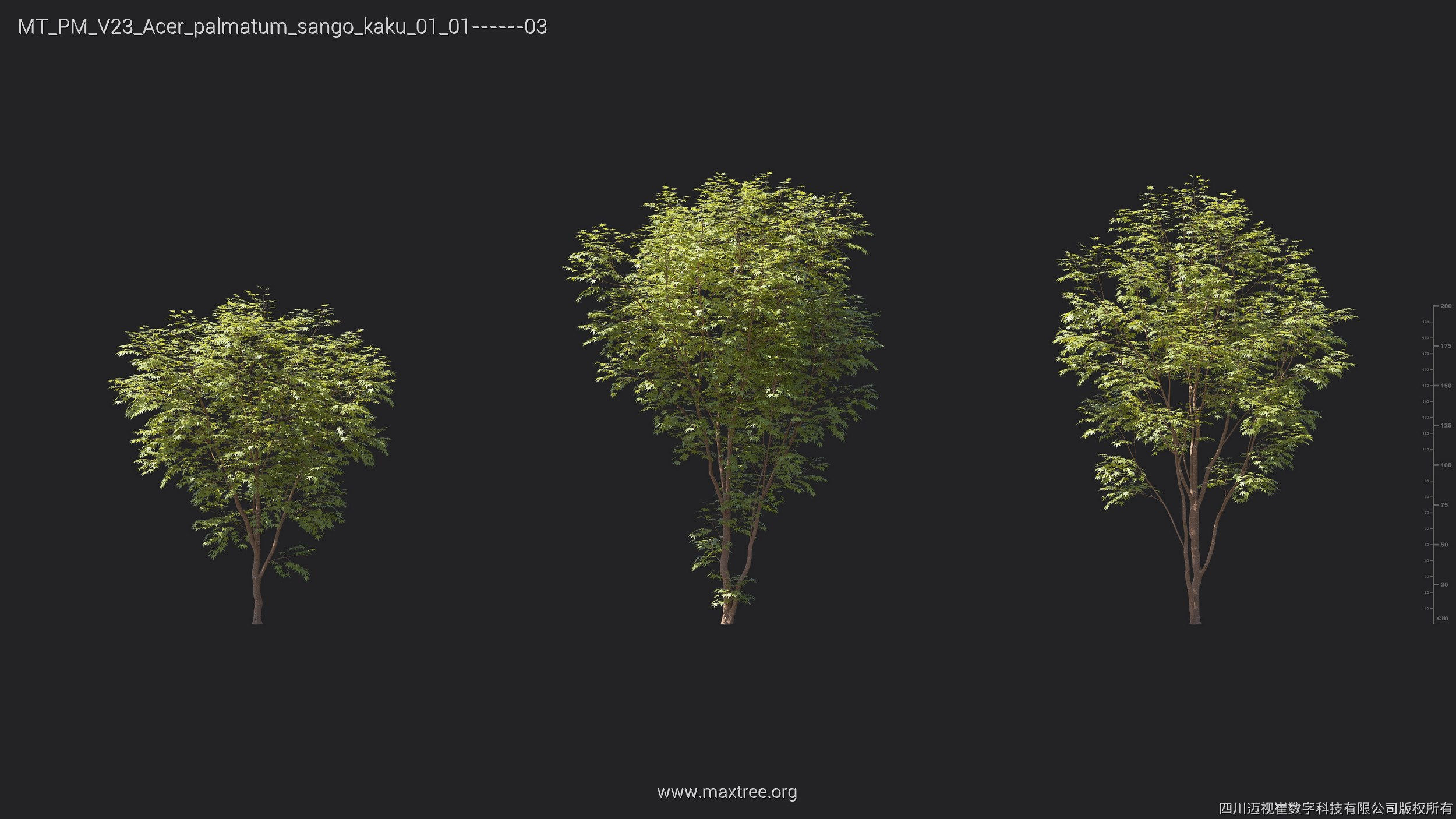 Maxtree Plant Models Vol 23 - Mesh 3D model_8