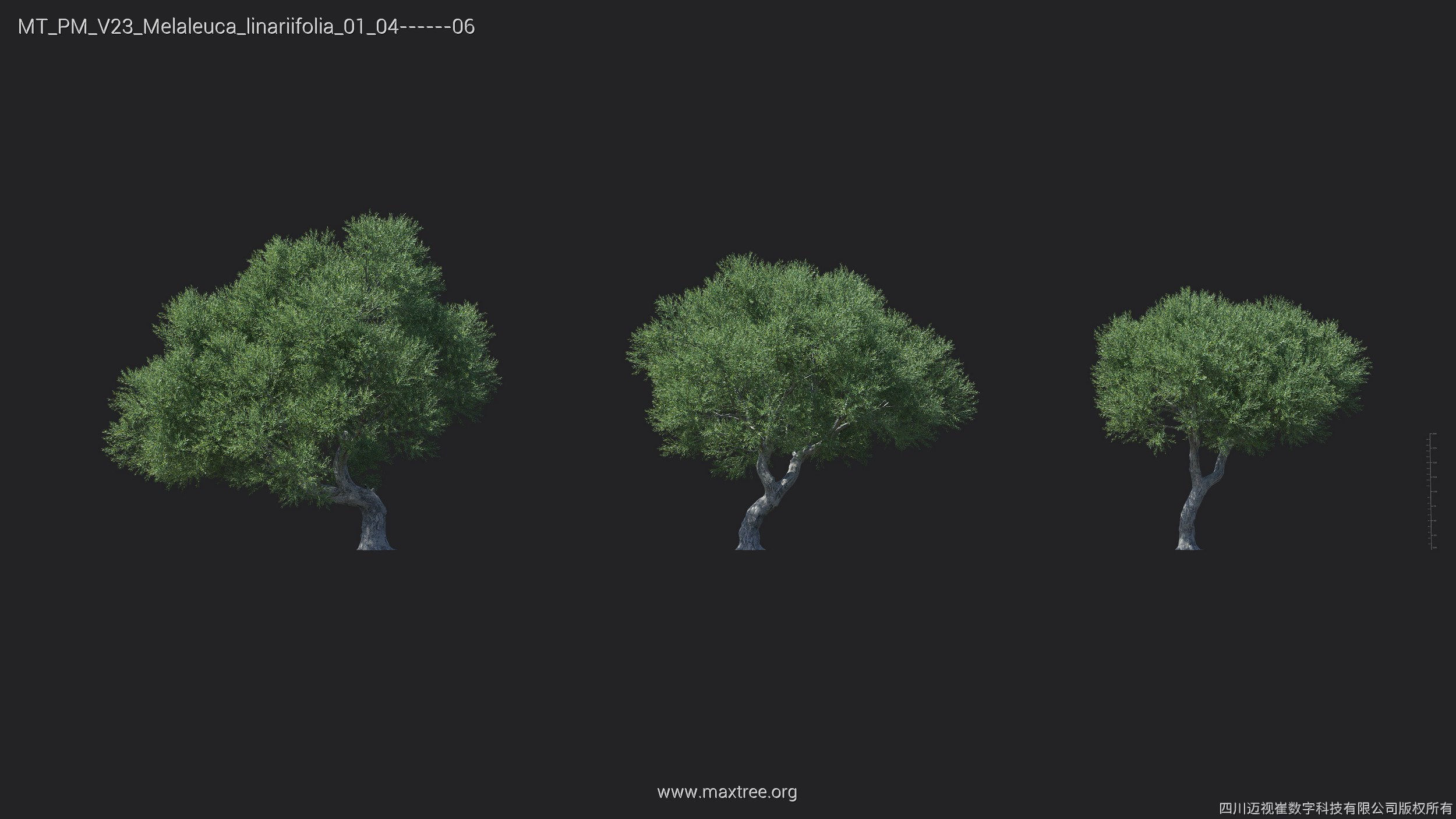 Maxtree Plant Models Vol 23 - Mesh 3D model_21