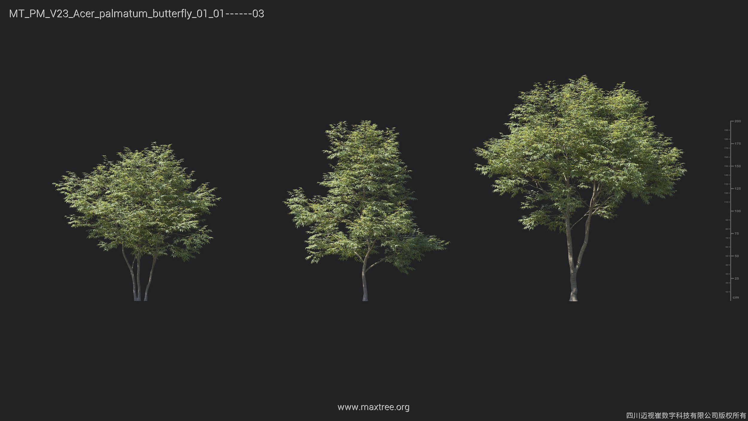Maxtree Plant Models Vol 23 - Mesh 3D model_6