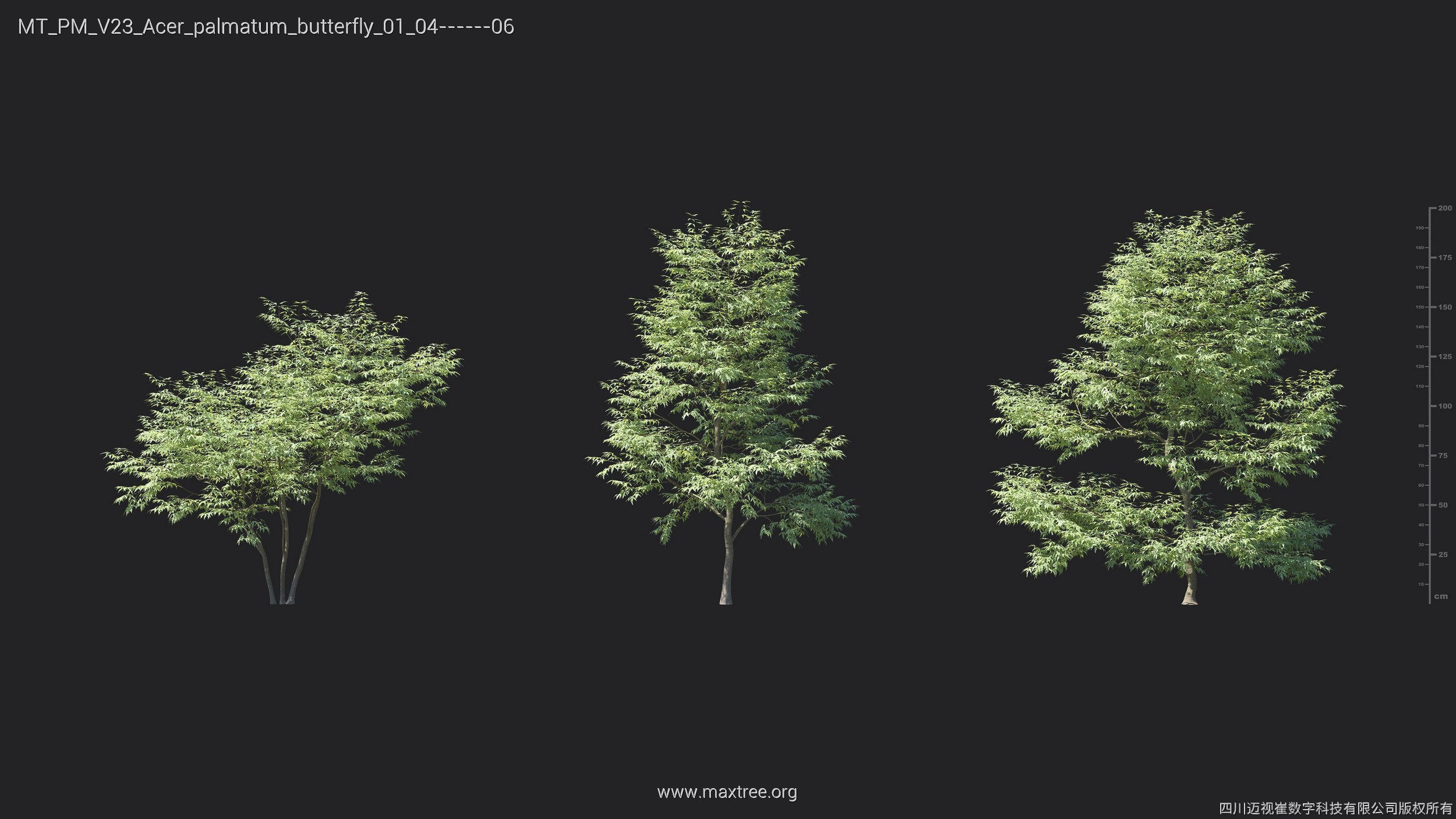 Maxtree Plant Models Vol 23 - Mesh 3D model_7