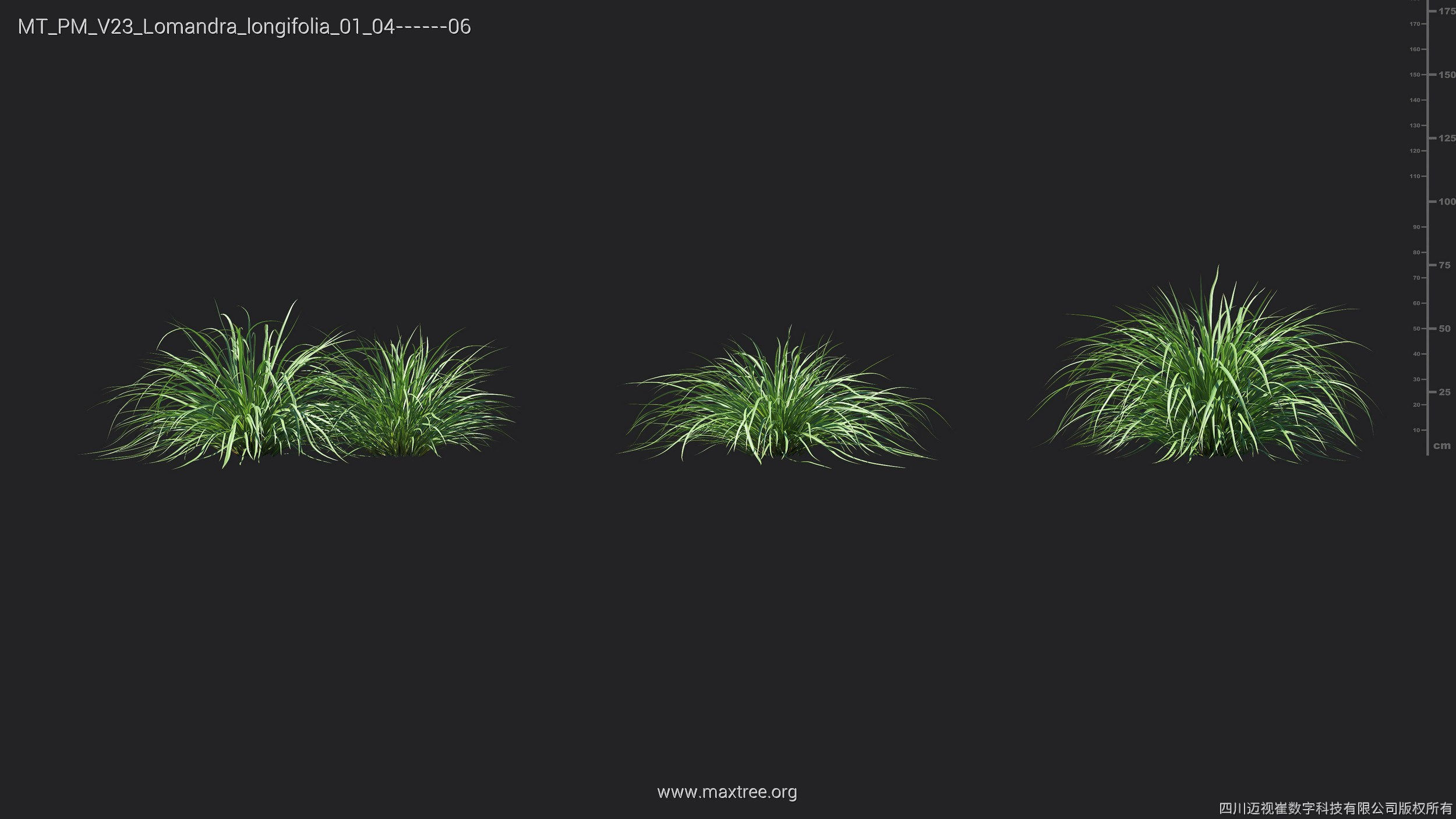 Maxtree Plant Models Vol 23 - Mesh 3D model_16
