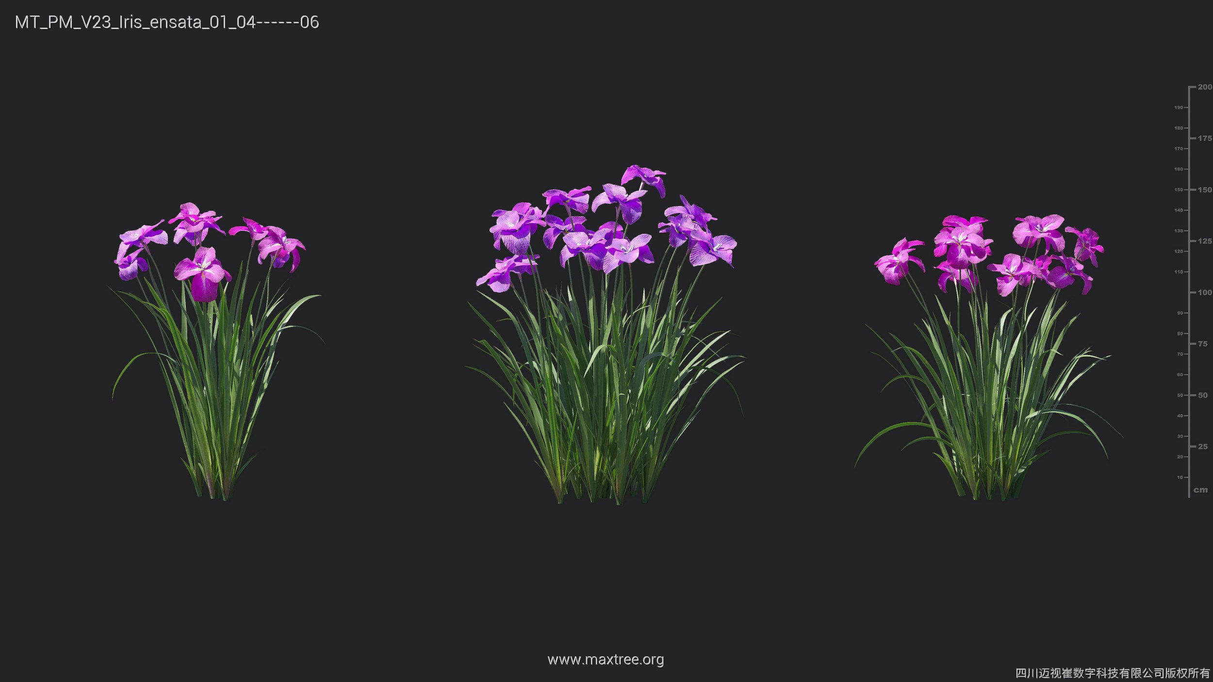 Maxtree Plant Models Vol 23 - Mesh 3D model_13