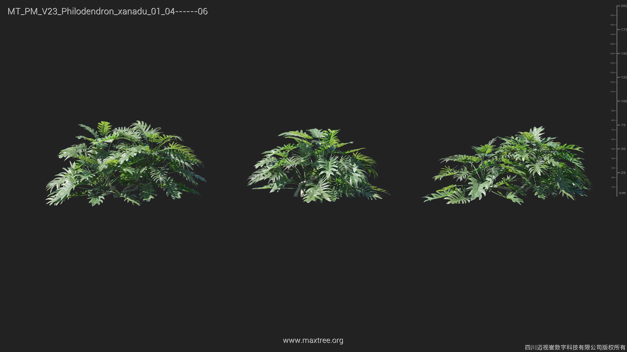 Maxtree Plant Models Vol 23 - Mesh 3D model_17