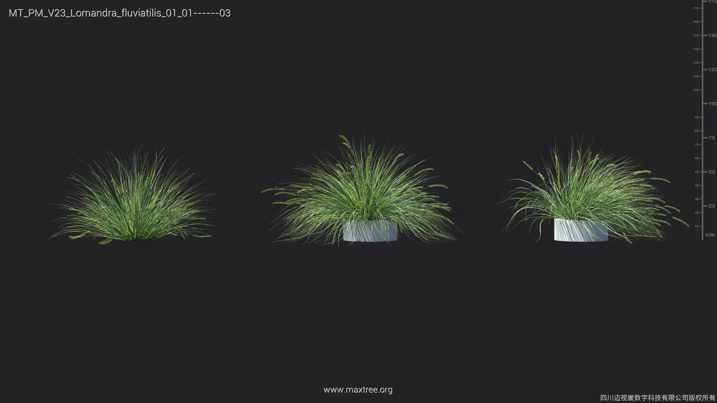 Maxtree Plant Models Vol 23 - Mesh 3D model_20