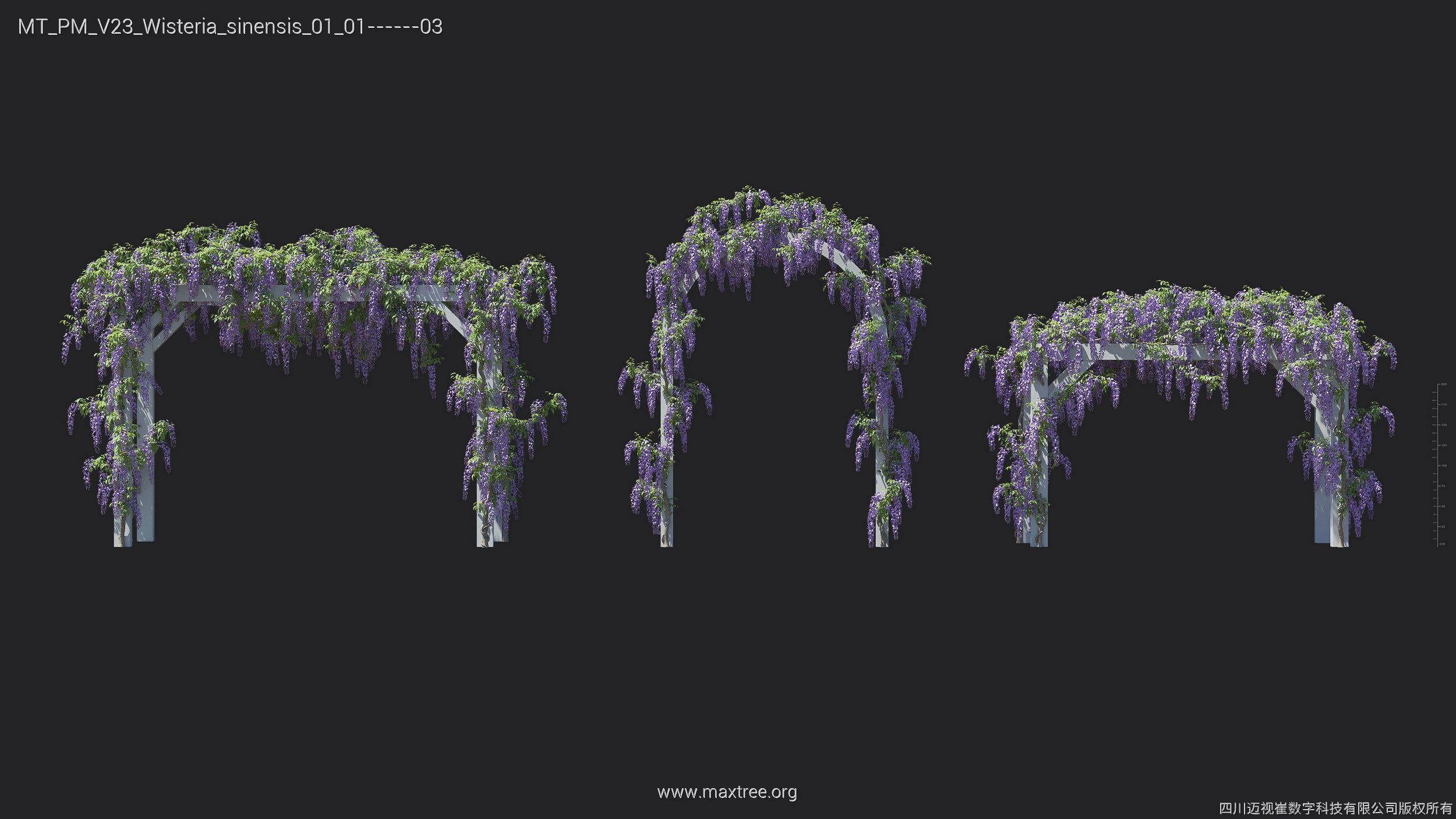 Maxtree Plant Models Vol 23 - Mesh 3D model_28