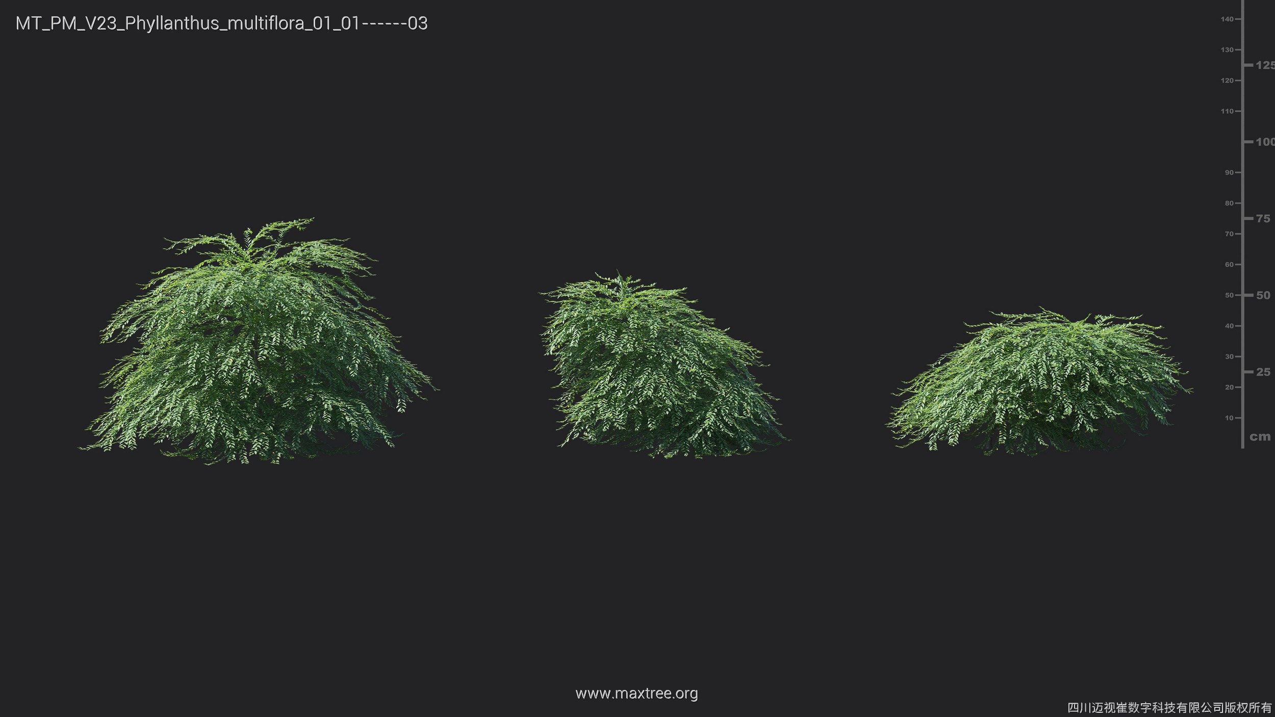 Maxtree Plant Models Vol 23 - Mesh 3D model_24
