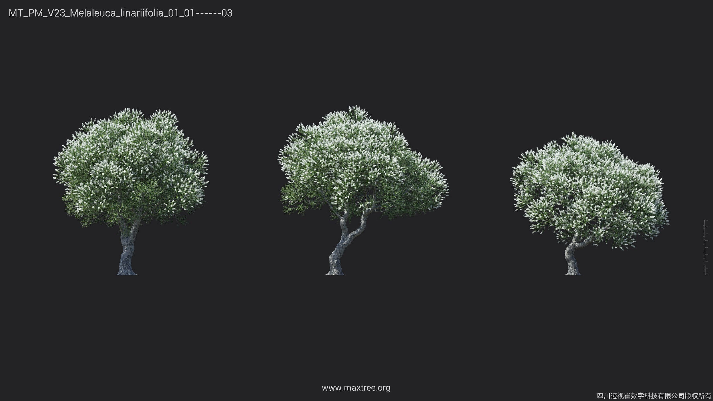 Maxtree Plant Models Vol 23 - Mesh 3D model_19