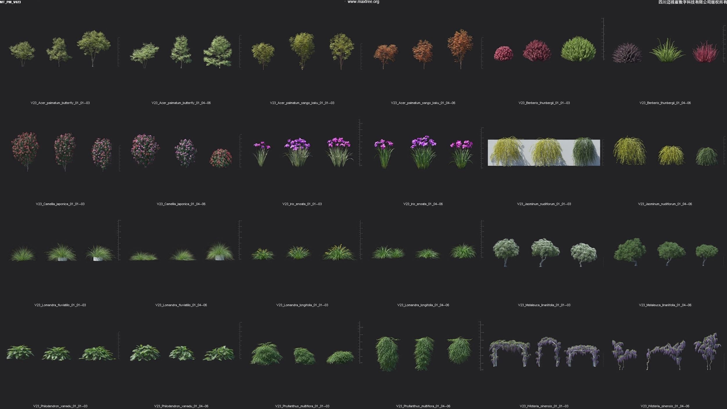 Maxtree Plant Models Vol 23 - Mesh 3D model_4