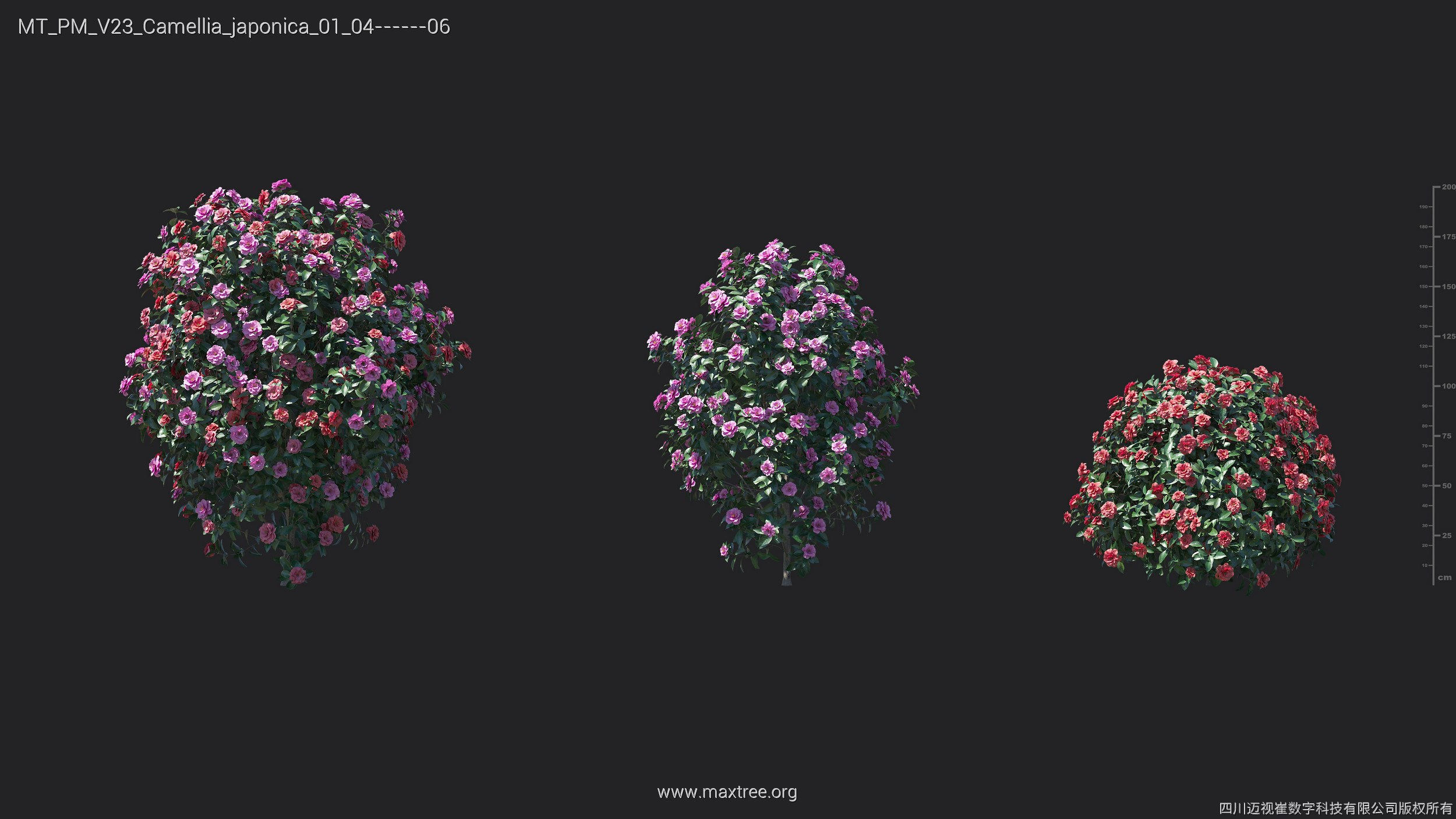 Maxtree Plant Models Vol 23 - Mesh 3D model_18