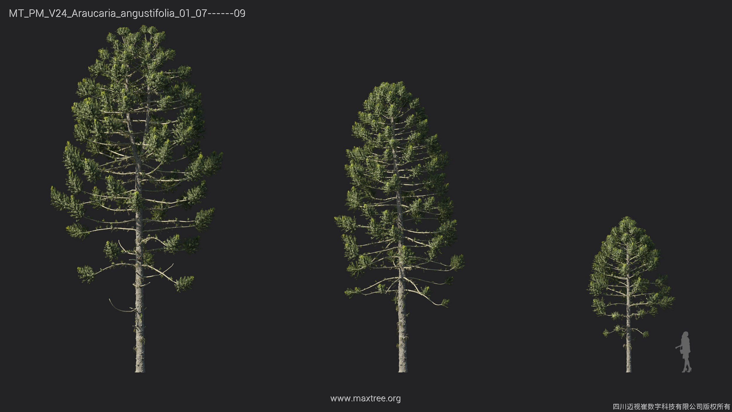 Maxtree Plant Models Vol 24 - Mesh 3D model_12