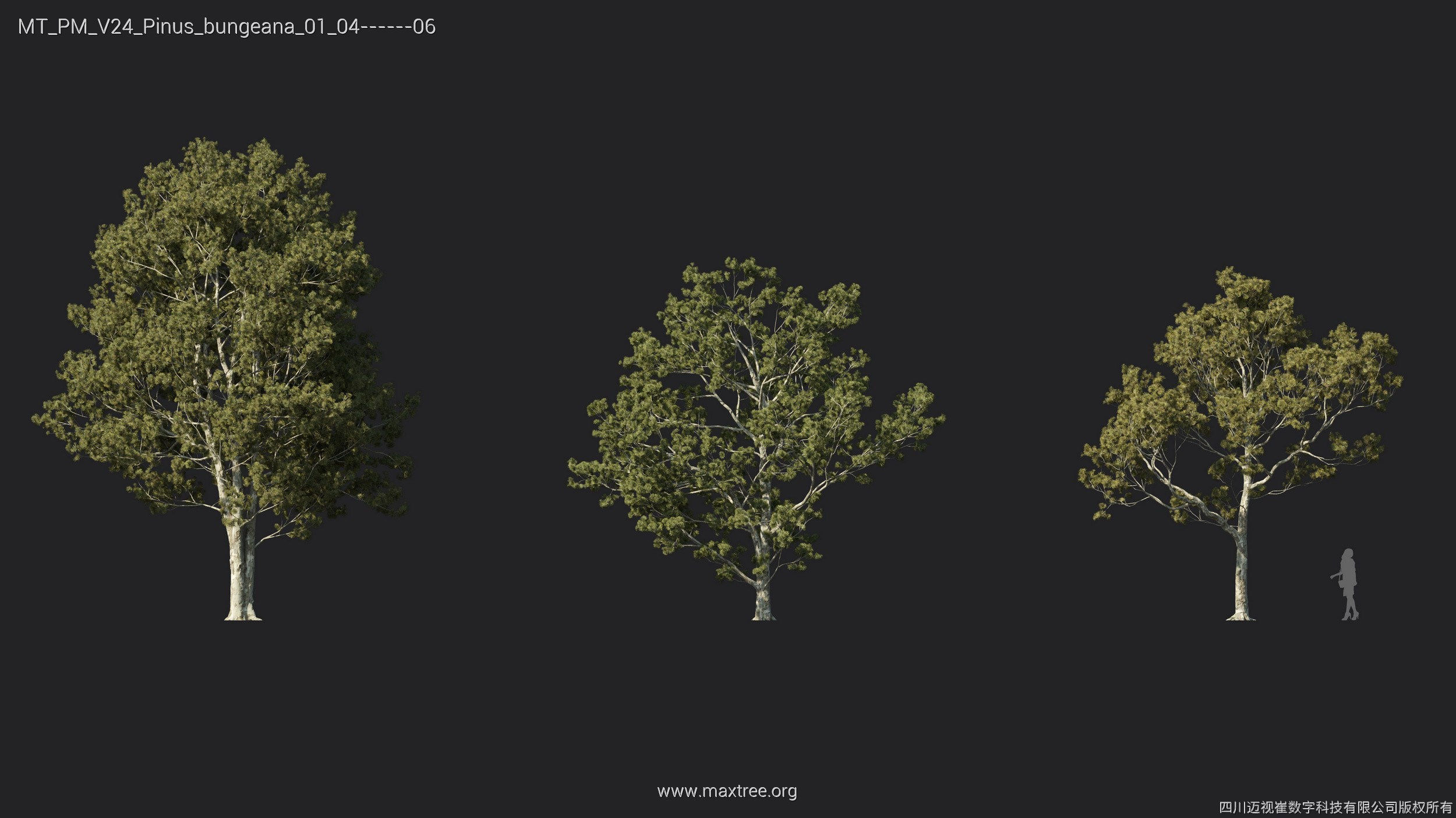 Maxtree Plant Models Vol 24 - Mesh 3D model_25