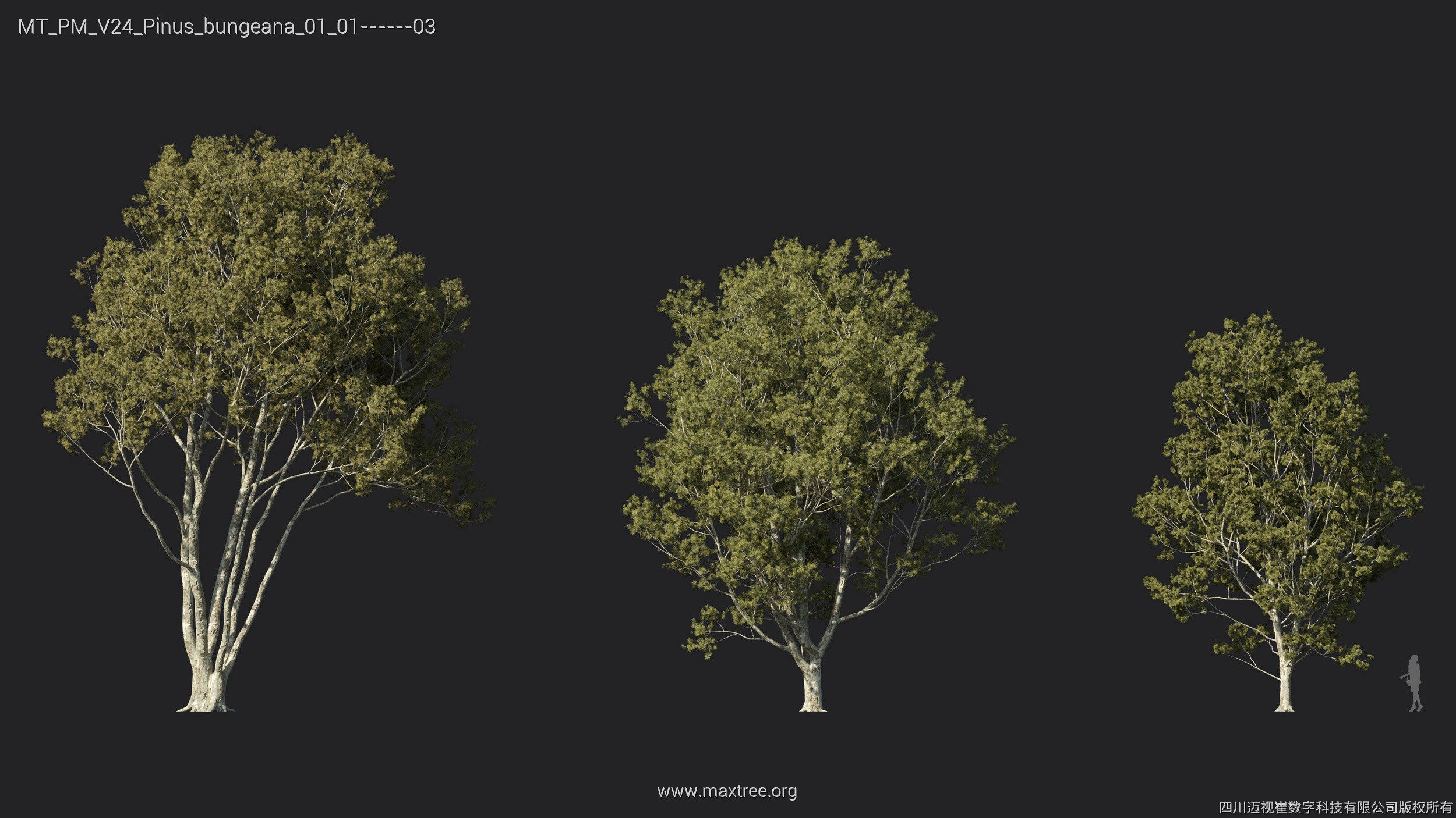 Maxtree Plant Models Vol 24 - Mesh 3D model_21