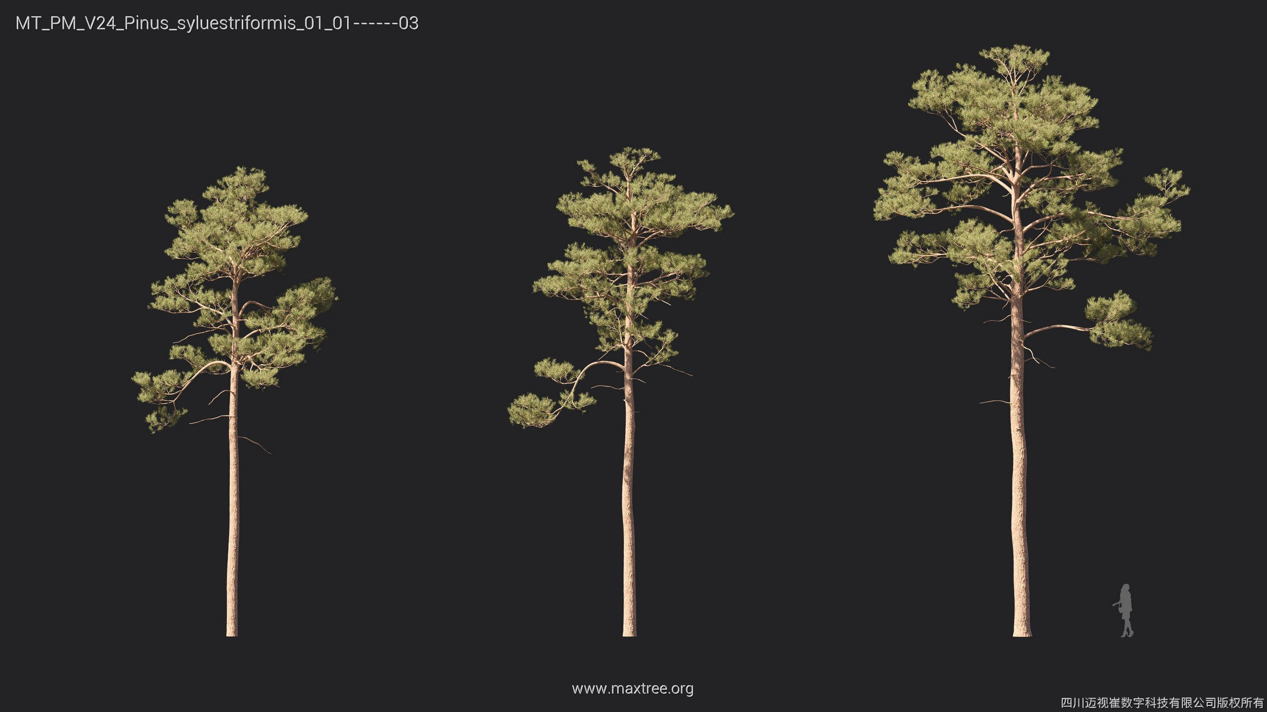 Maxtree Plant Models Vol 24 - Mesh 3D model_18