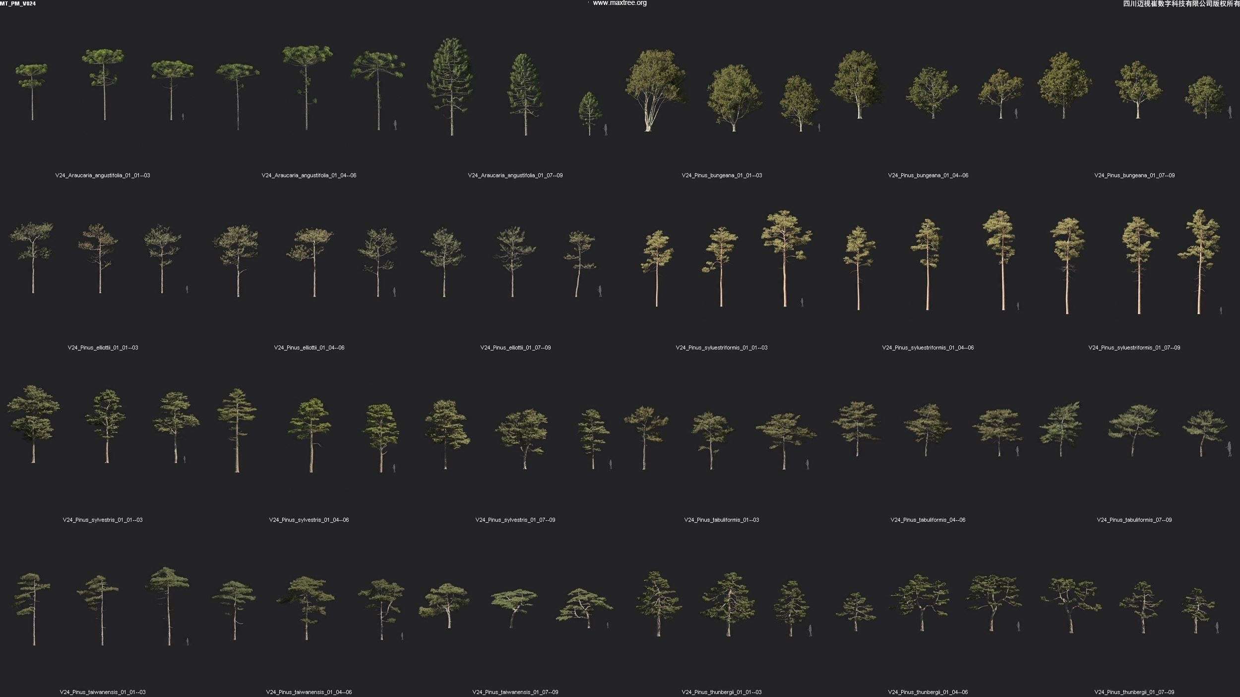 Maxtree Plant Models Vol 24 - Mesh 3D model_1