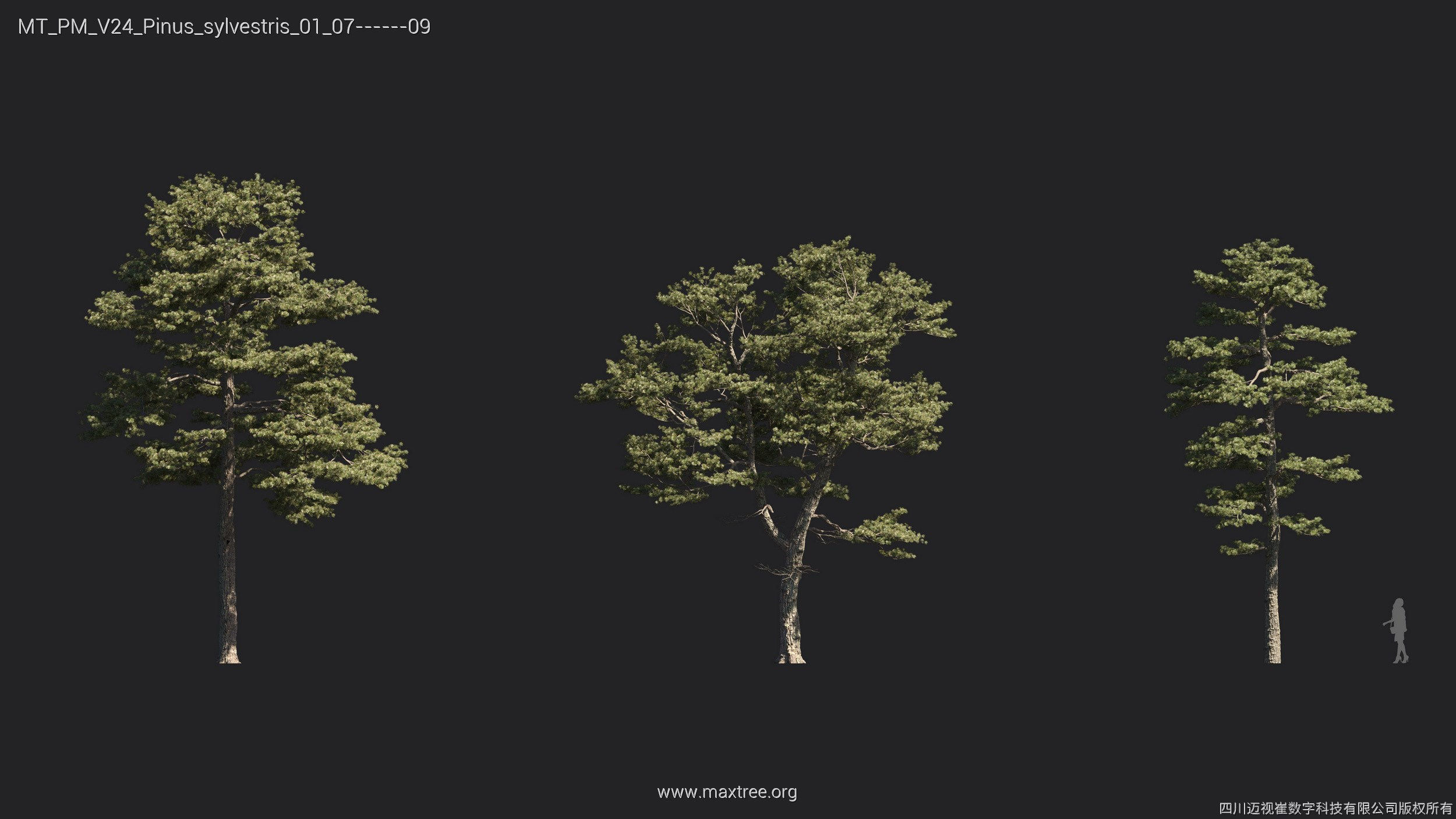 Maxtree Plant Models Vol 24 - Mesh 3D model_2