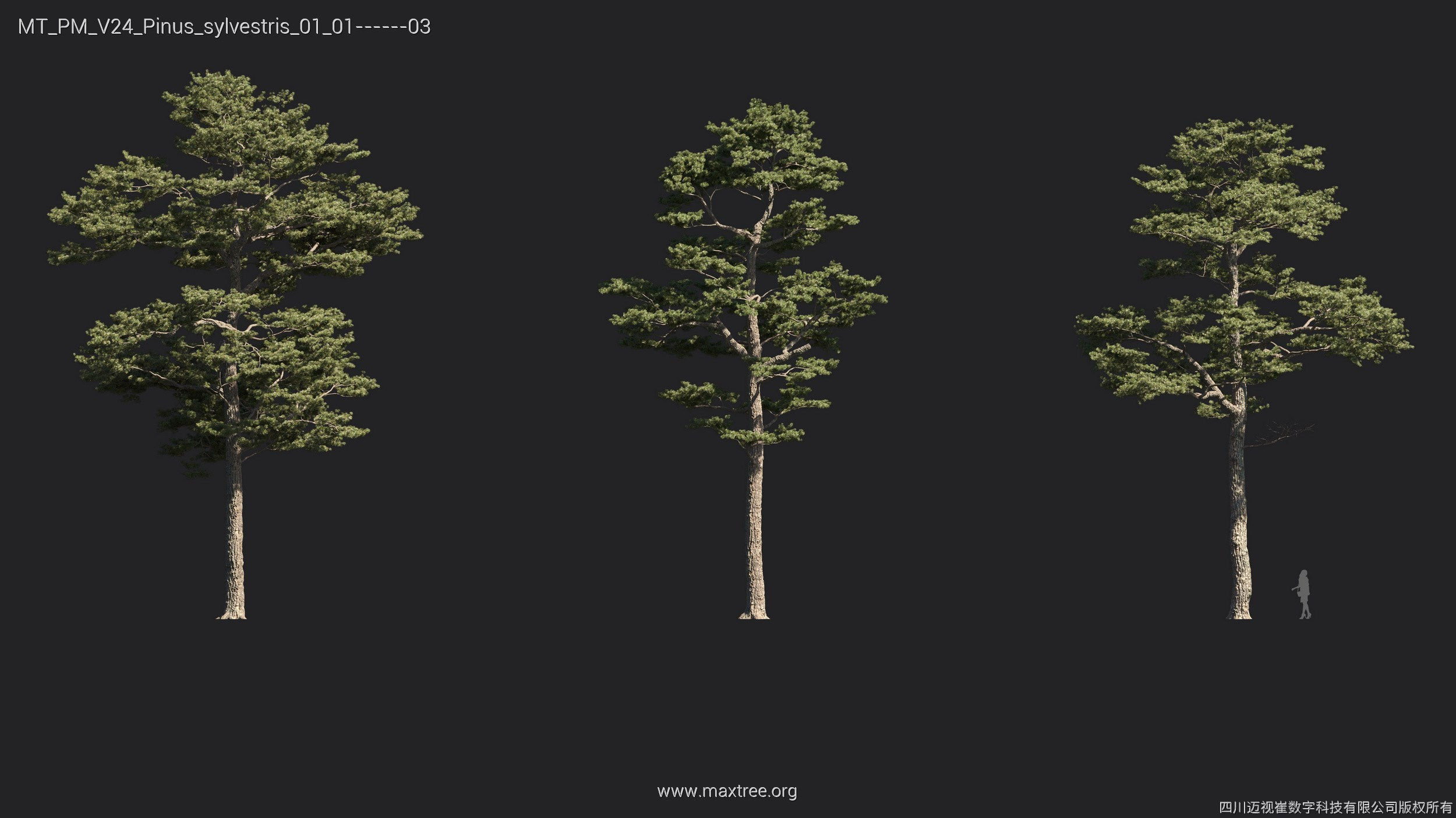 Maxtree Plant Models Vol 24 - Mesh 3D model_8