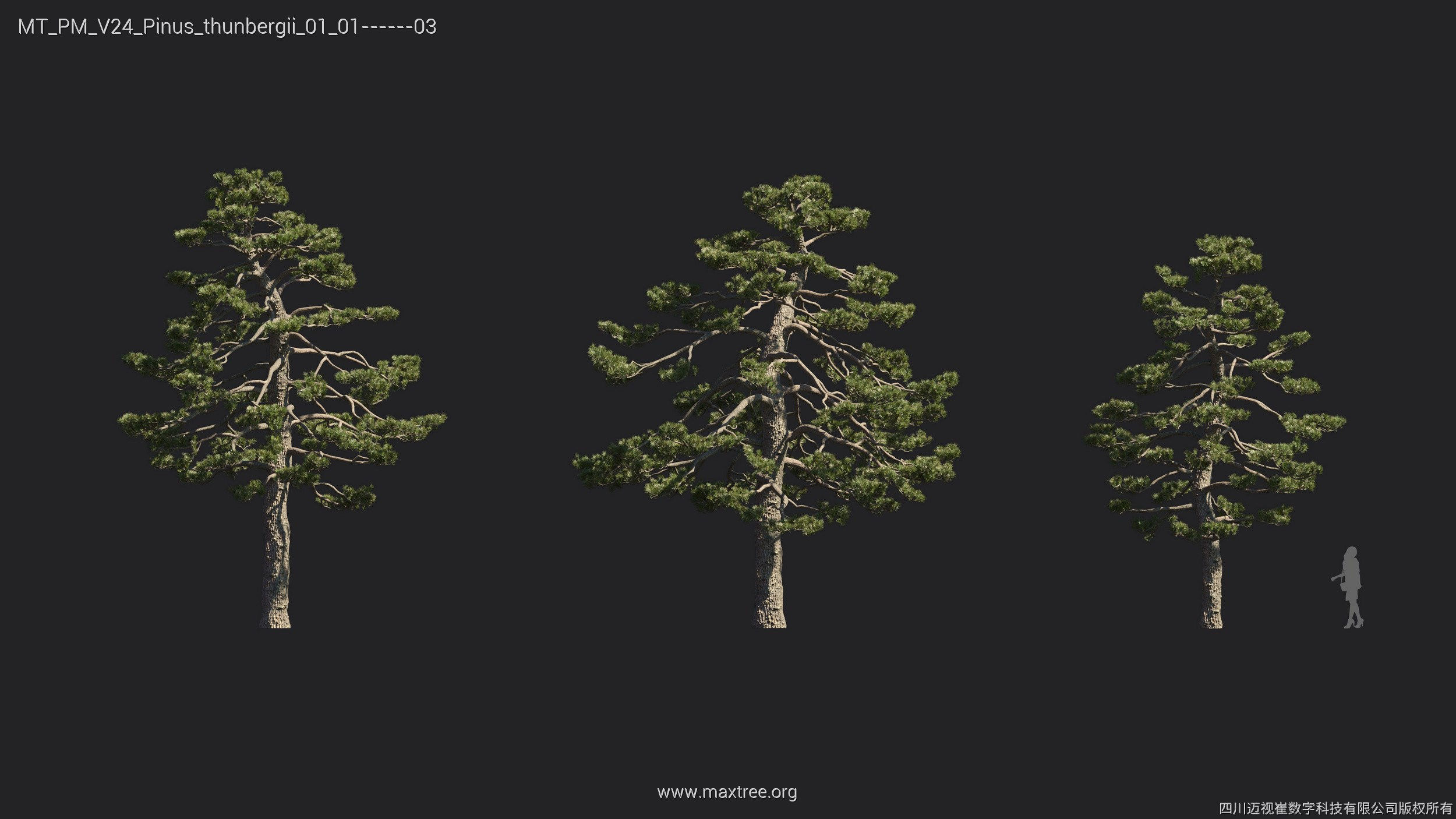 Maxtree Plant Models Vol 24 - Mesh 3D model_17