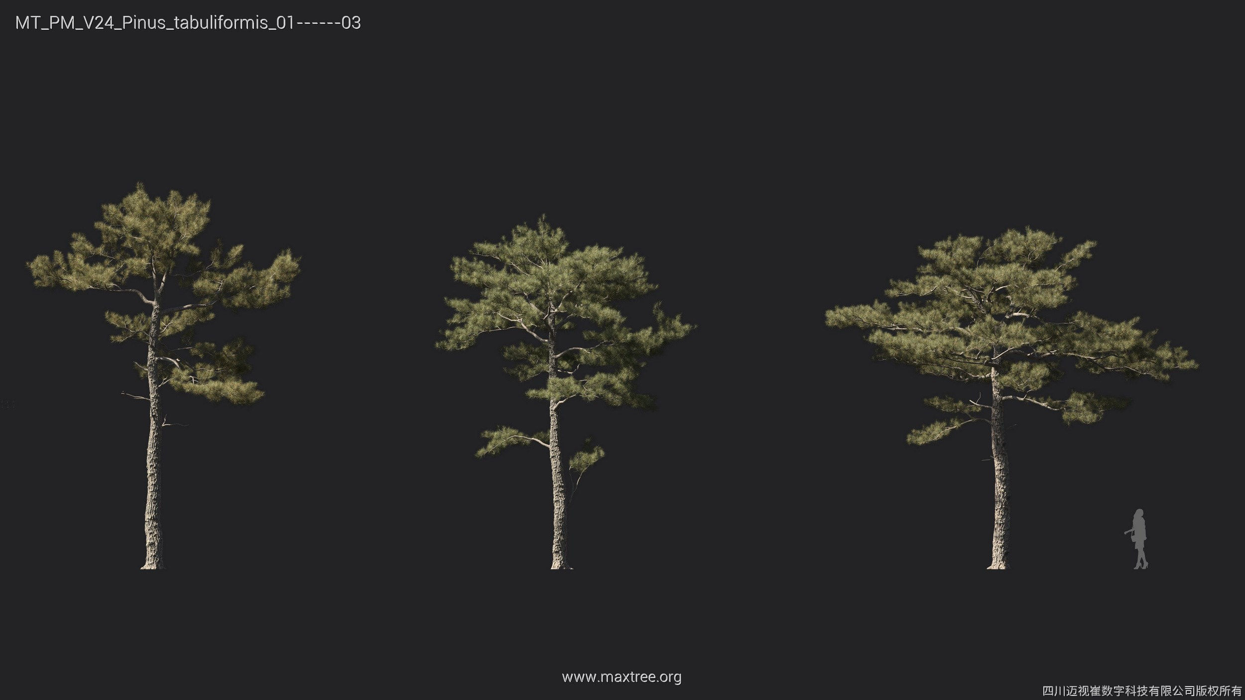 Maxtree Plant Models Vol 24 - Mesh 3D model_6