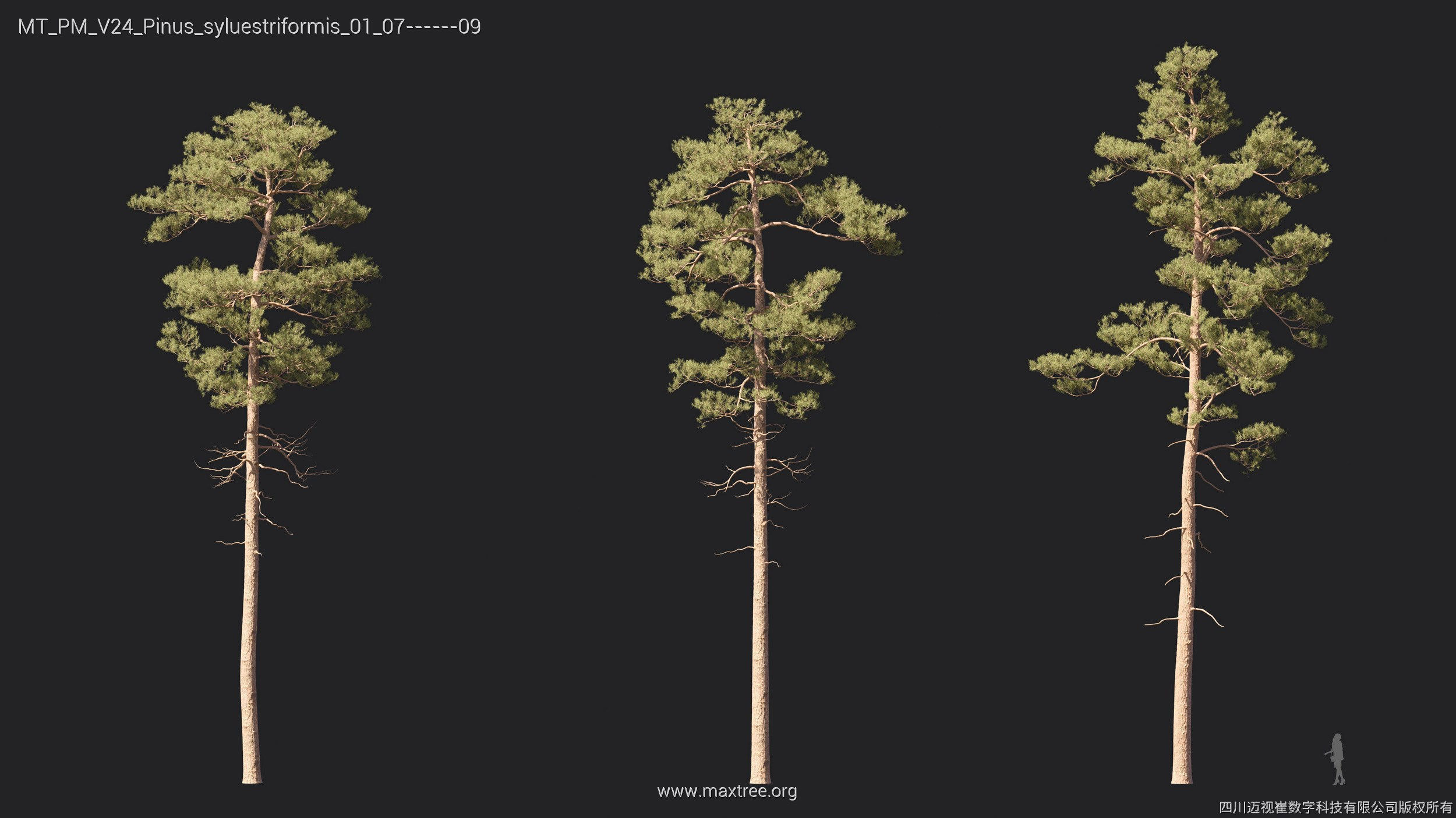 Maxtree Plant Models Vol 24 - Mesh 3D model_15
