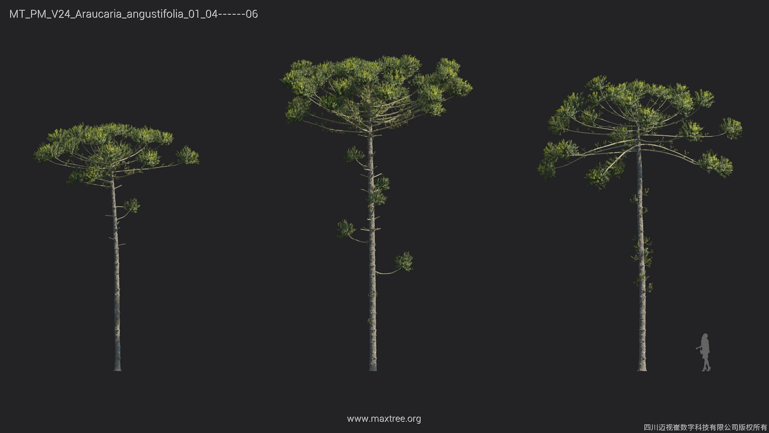 Maxtree Plant Models Vol 24 - Mesh 3D model_22