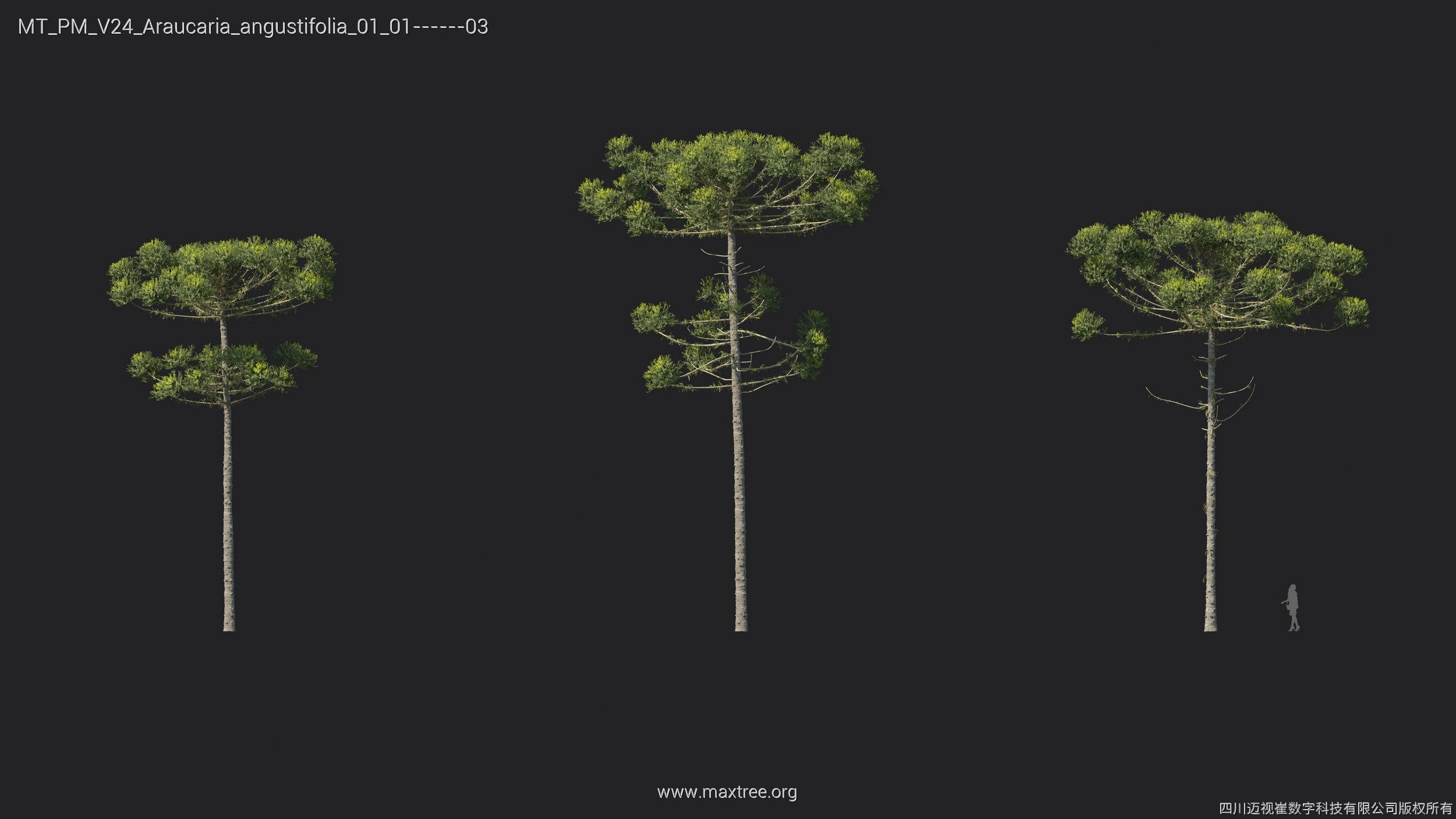 Maxtree Plant Models Vol 24 - Mesh 3D model_10