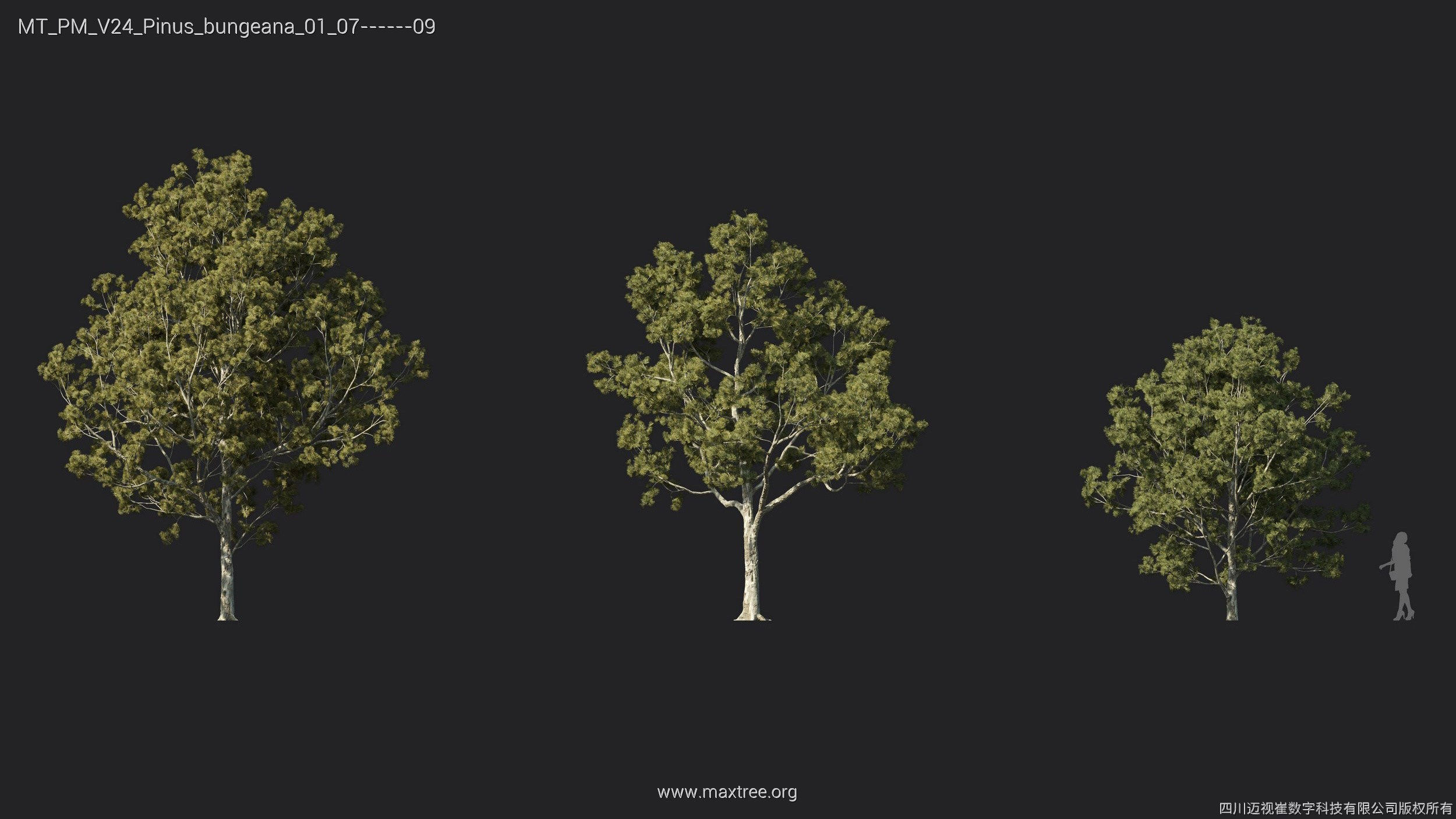 Maxtree Plant Models Vol 24 - Mesh 3D model_24