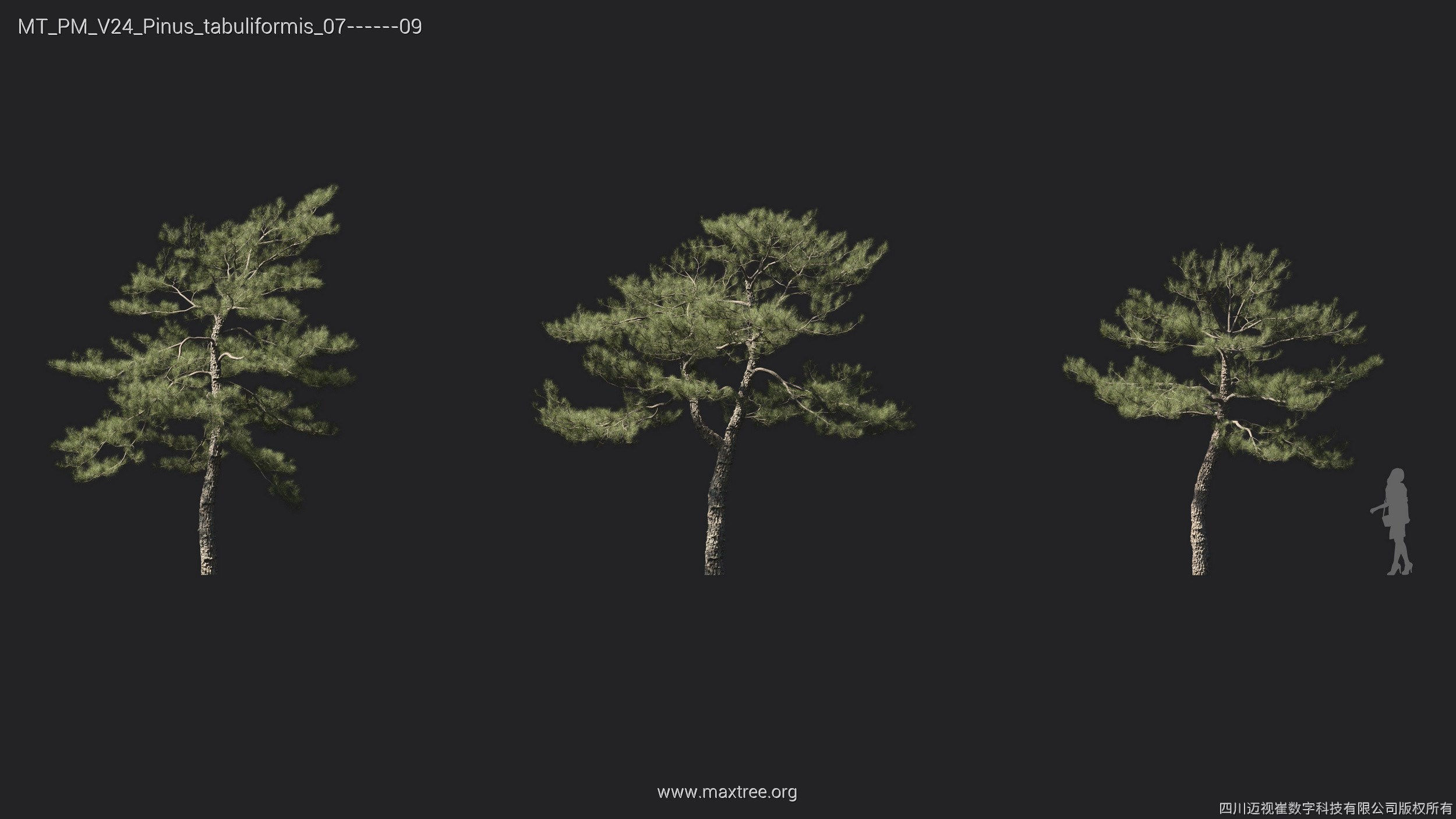 Maxtree Plant Models Vol 24 - Mesh 3D model_9