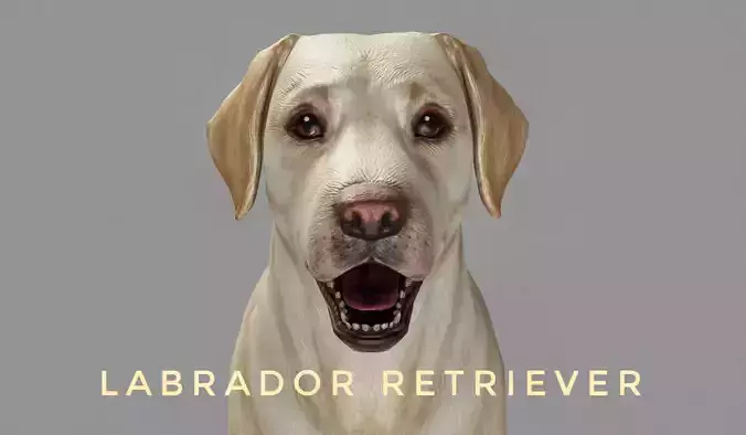 DOG - LABRADOR RETRIEVER  Low-poly 3D model