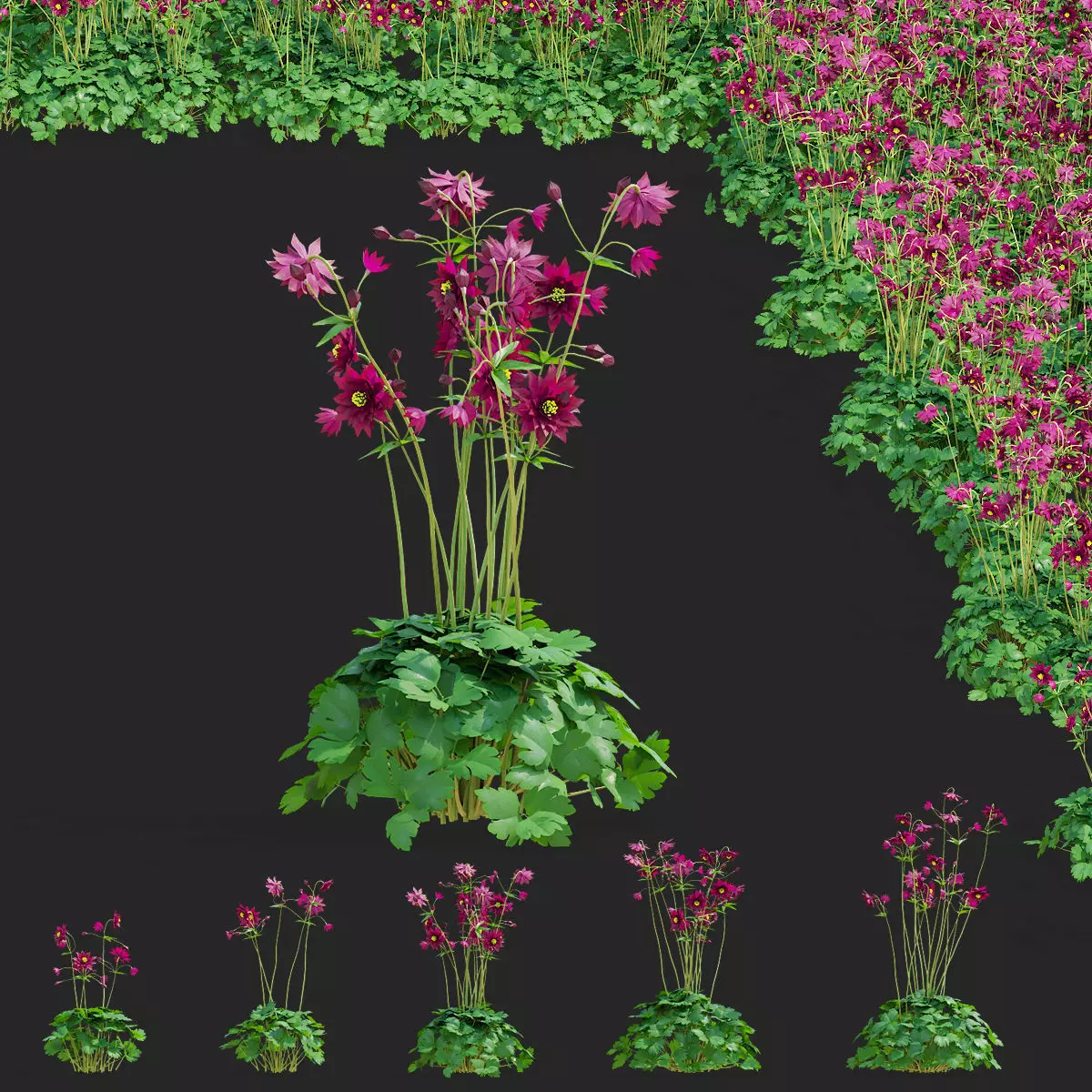 Aquilegia vulgaris ruby port 3D model