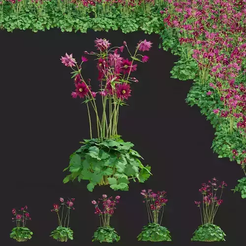 Aquilegia vulgaris ruby port  3D model