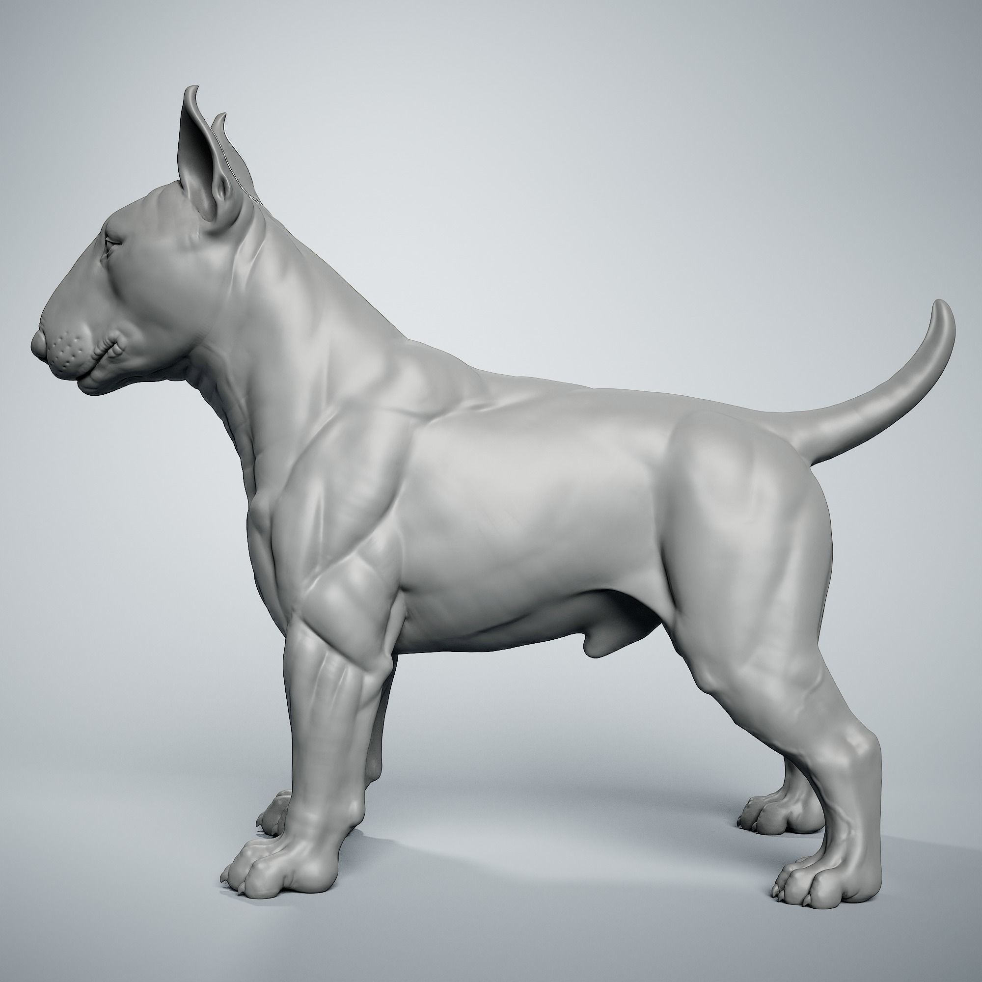 Bull Terrier Dog 3D print model_2
