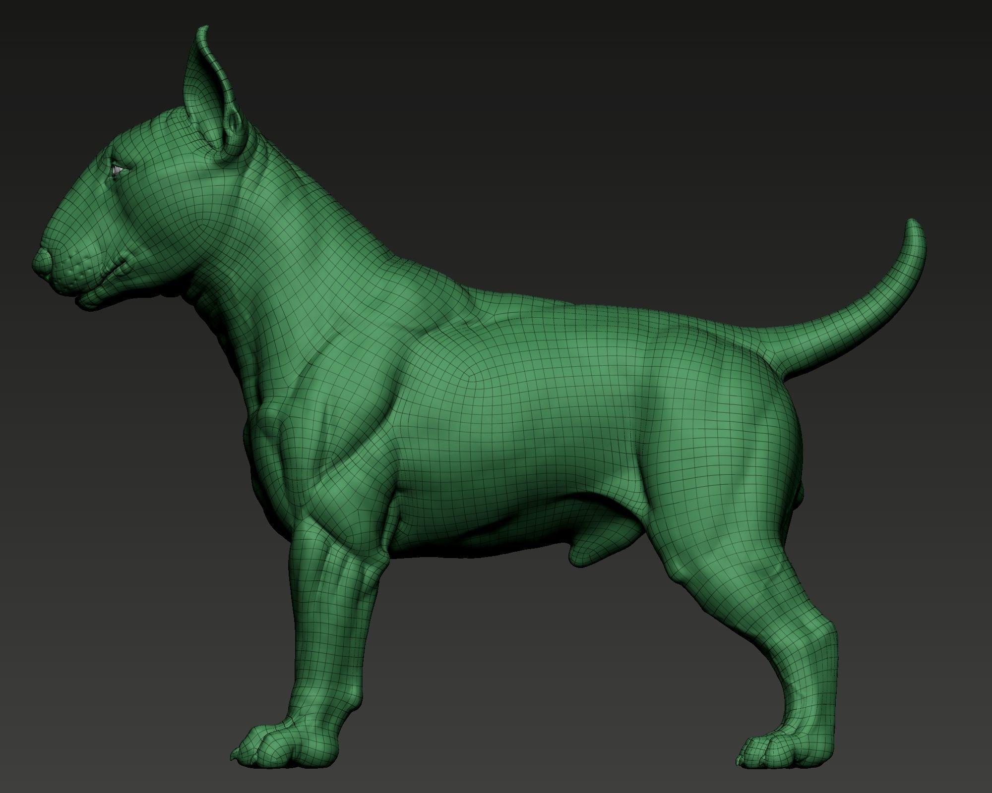 Bull Terrier Dog 3D print model_11