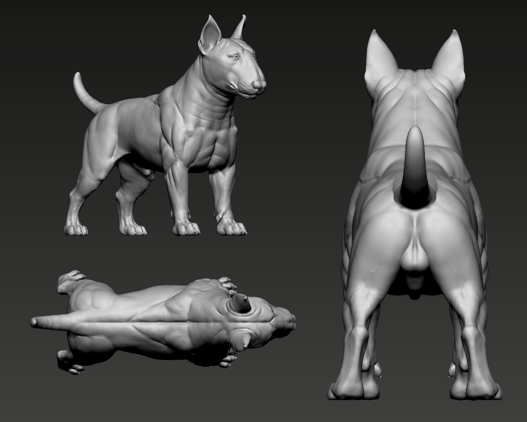 Bull Terrier Dog 3D print model_9