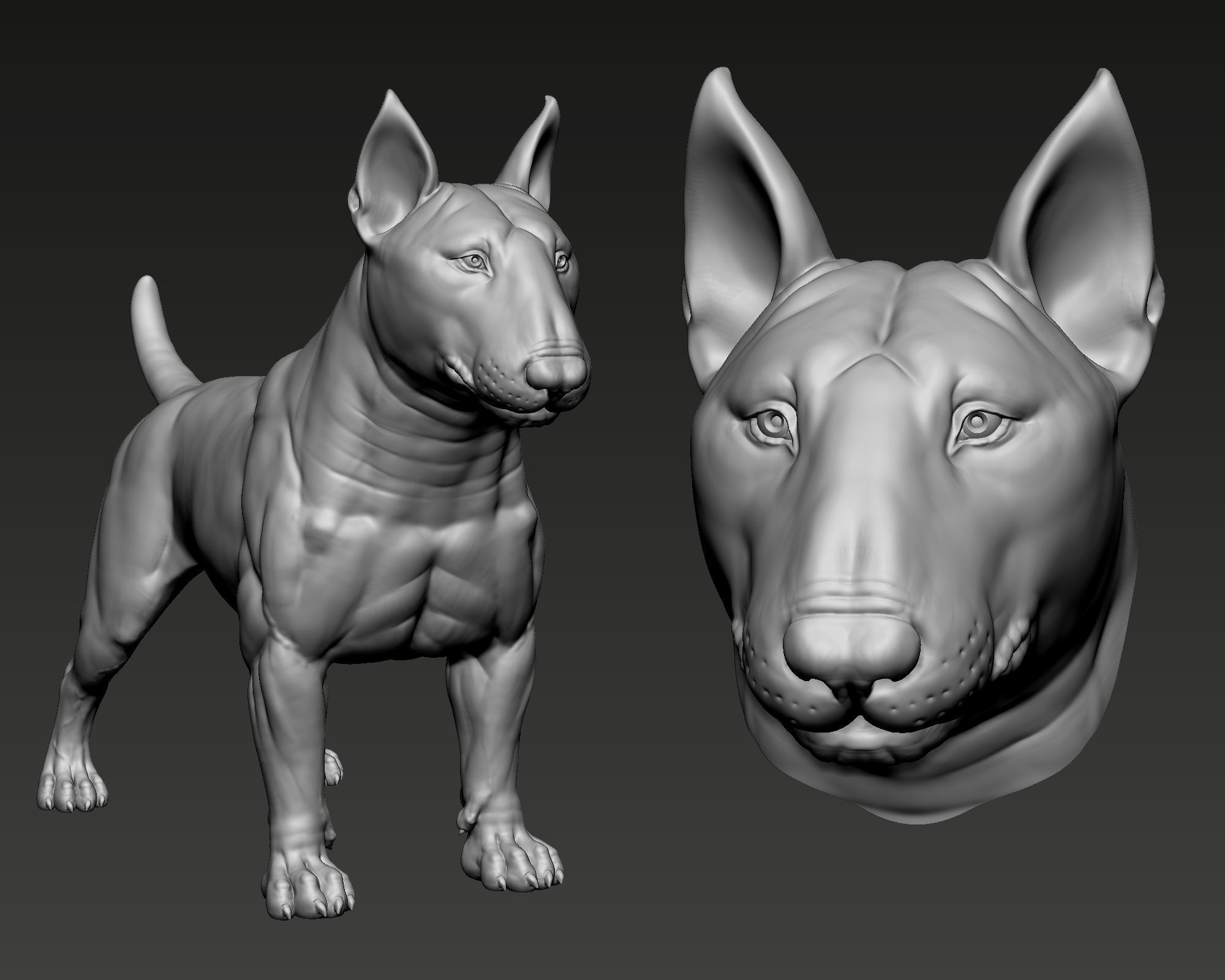 Bull Terrier Dog 3D print model_4