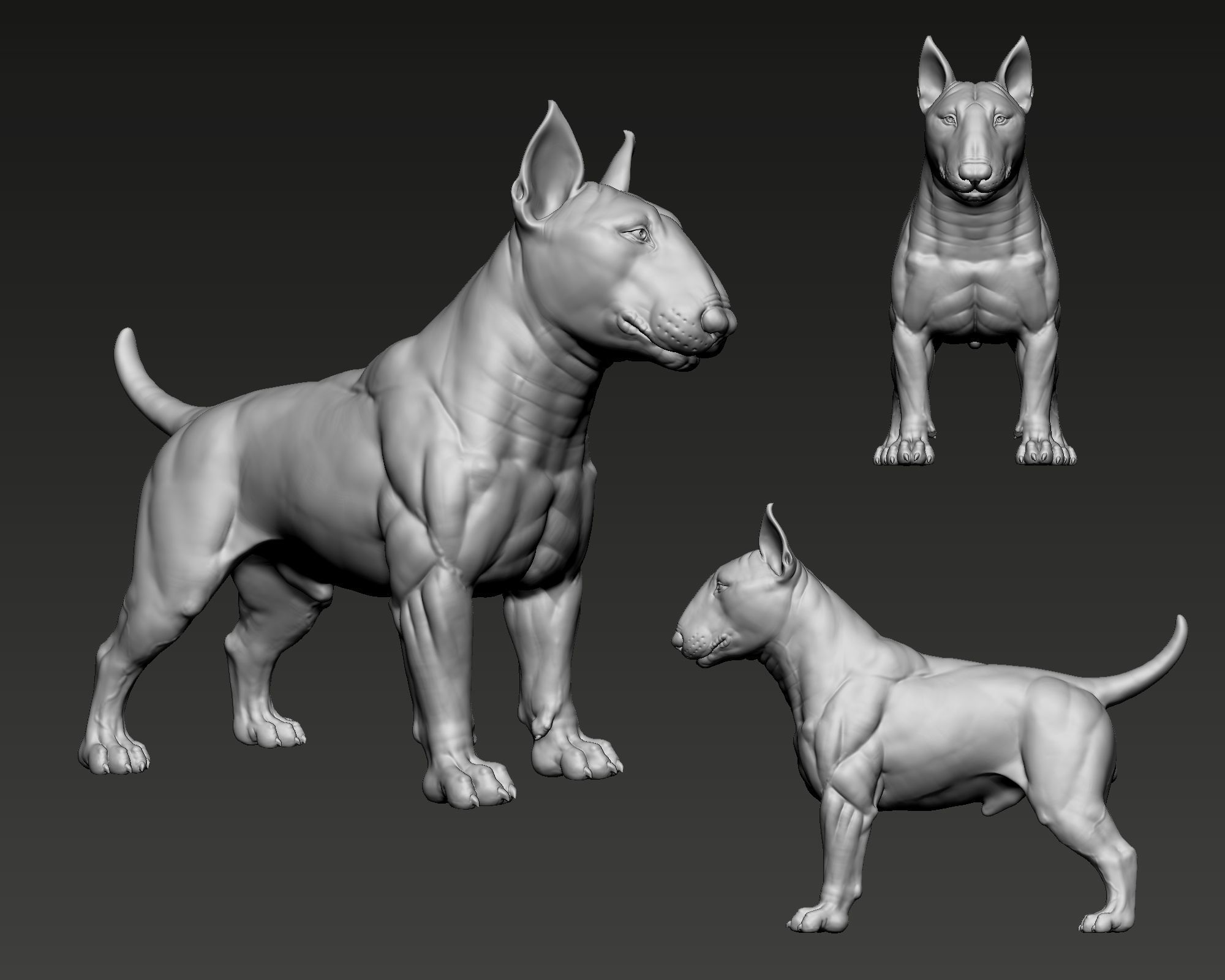 Bull Terrier Dog 3D print model_8