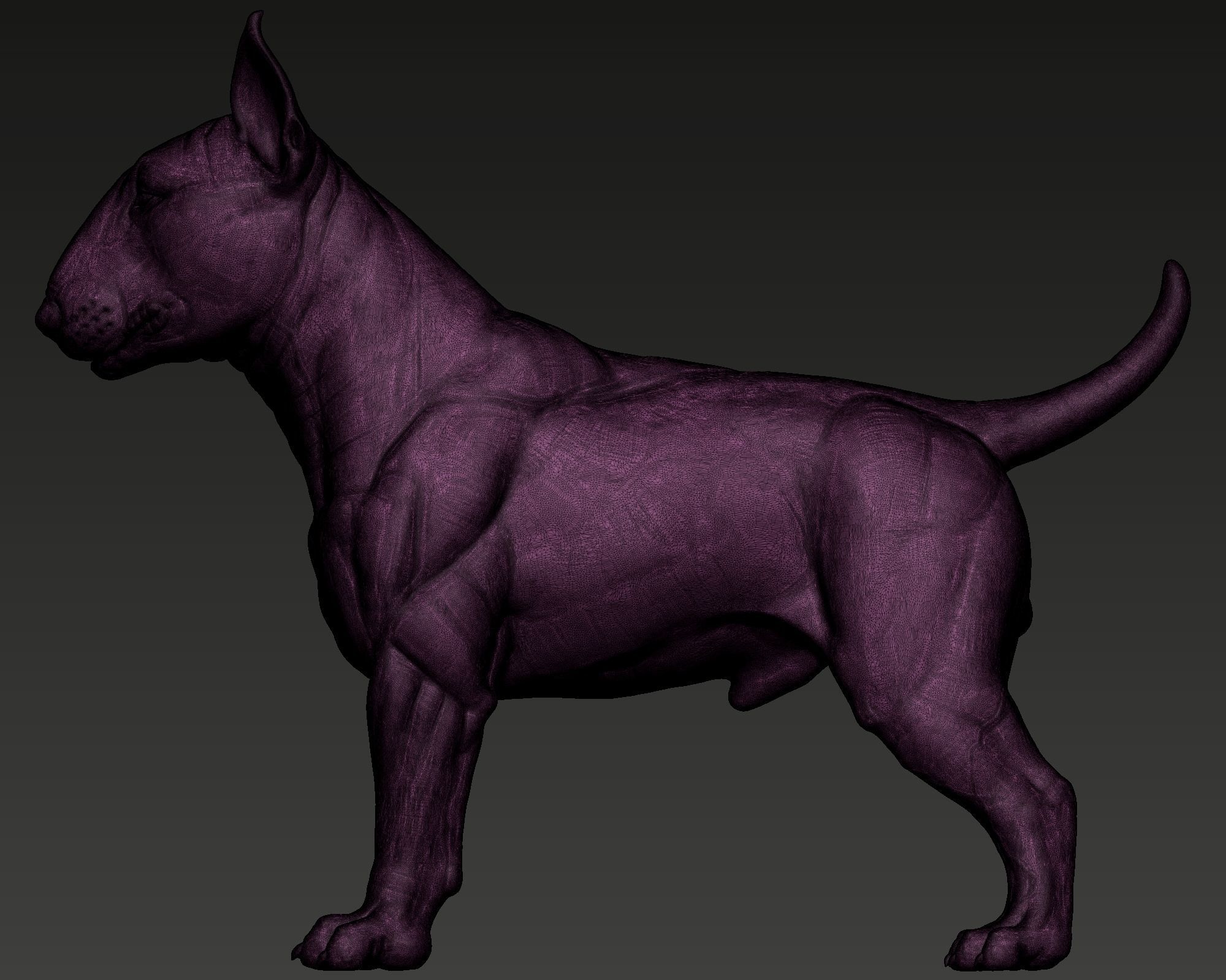 Bull Terrier Dog 3D print model_12