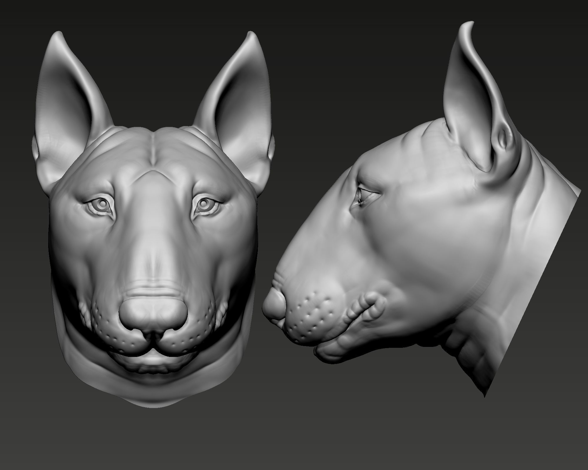 Bull Terrier Dog 3D print model_5