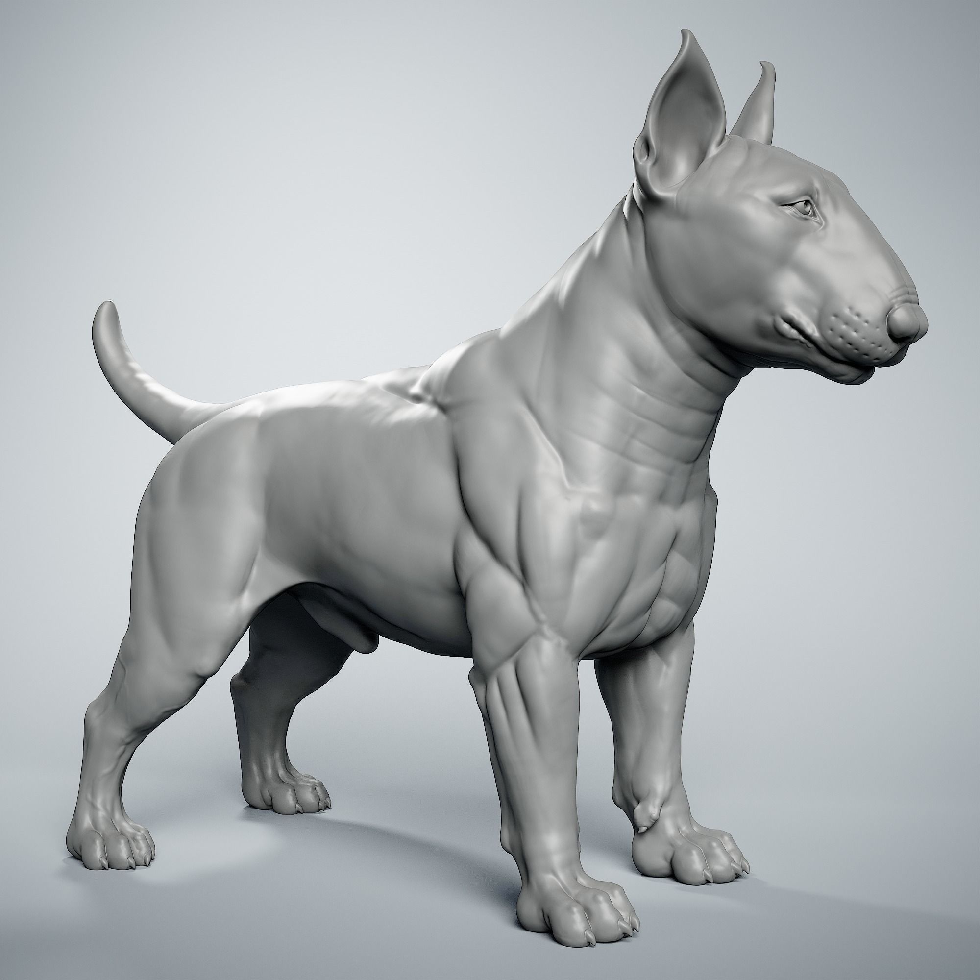 Bull Terrier Dog 3D print model_1