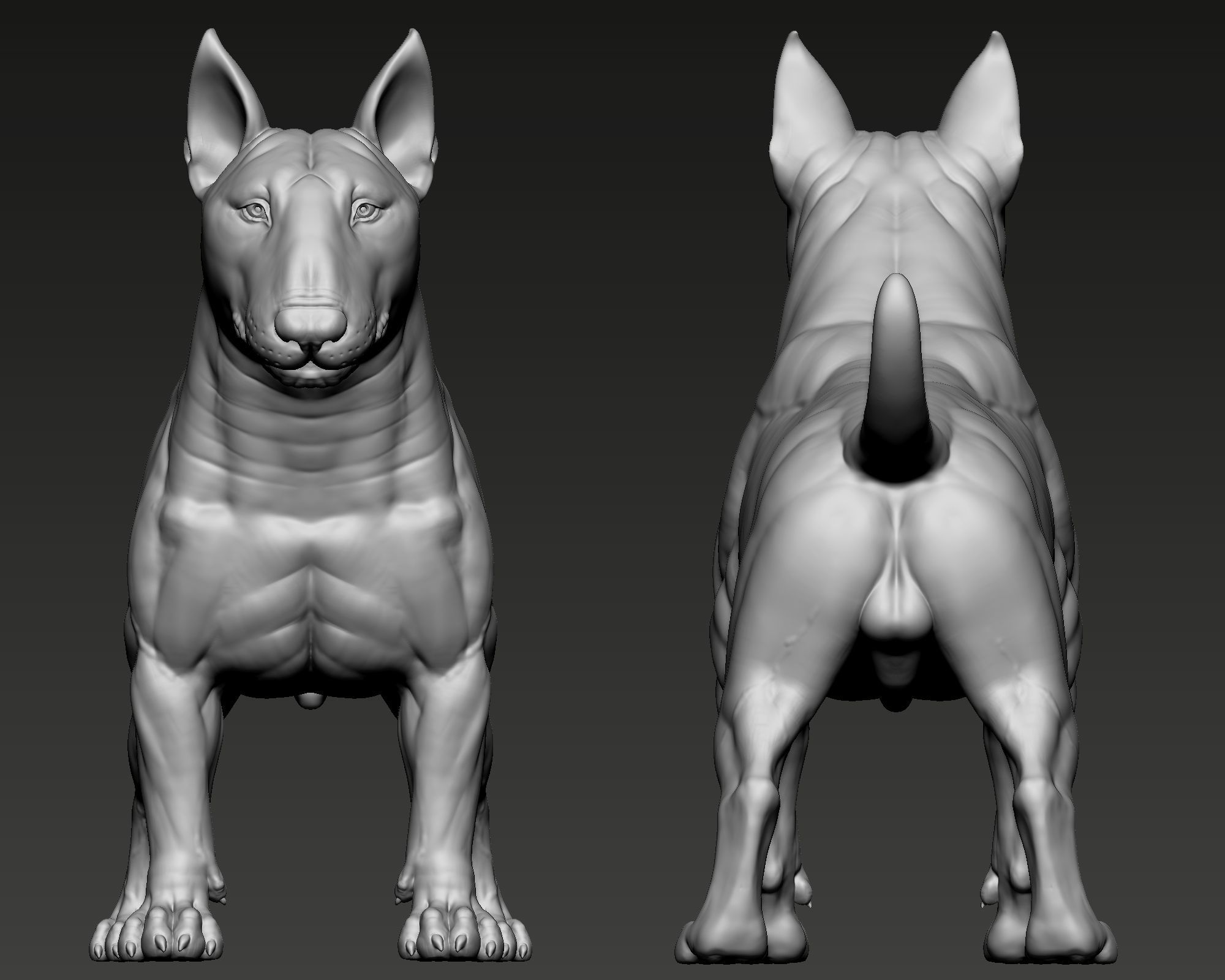 Bull Terrier Dog 3D print model_6