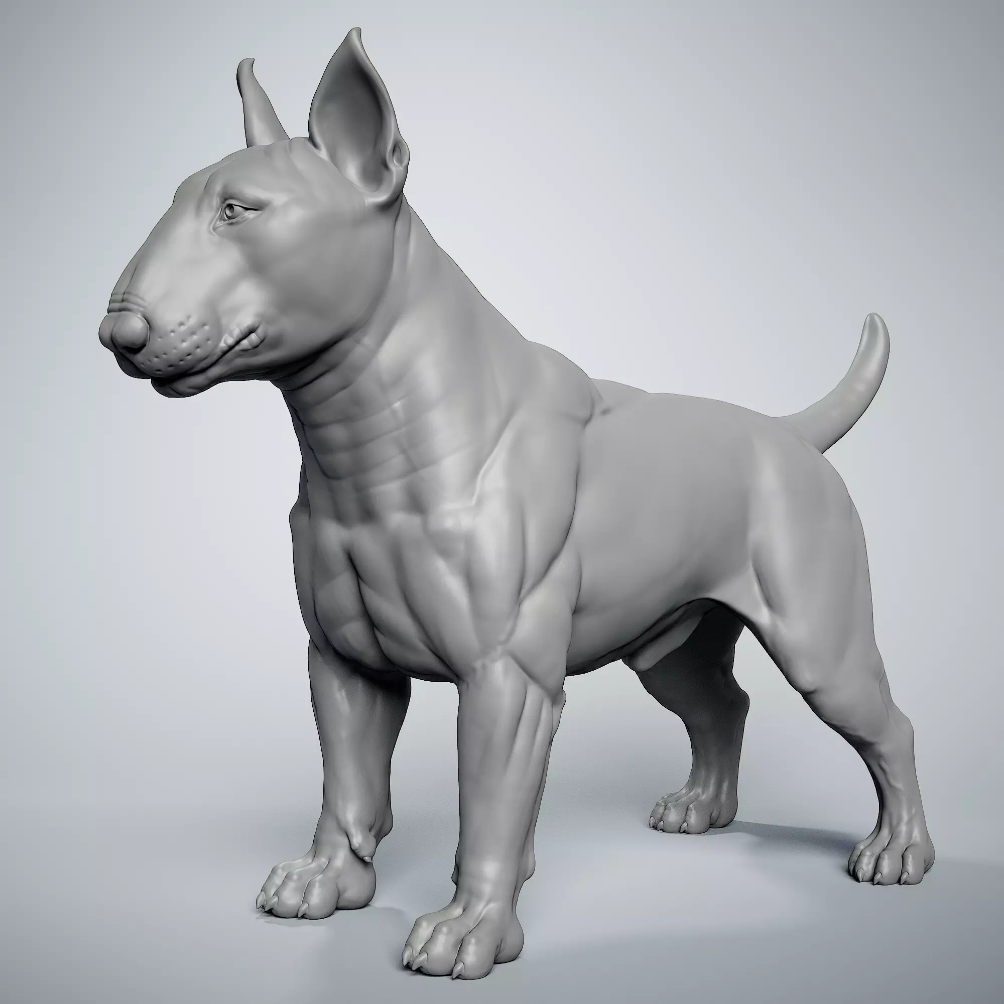 Bull Terrier Dog 3D print model_0