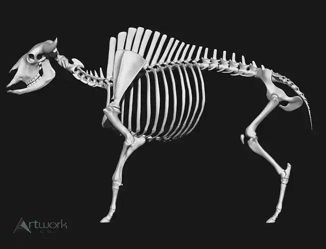 Bison skeleton