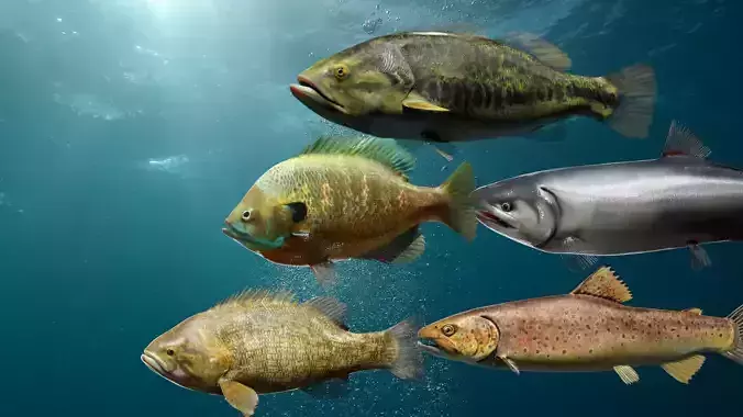 Lowpoly Freshwater Fish 3D Model Collection
