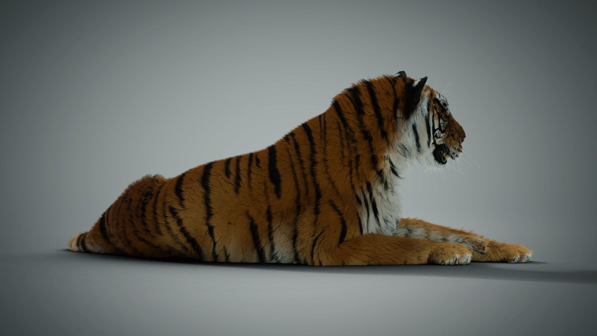 Siberian tiger 3D model_7