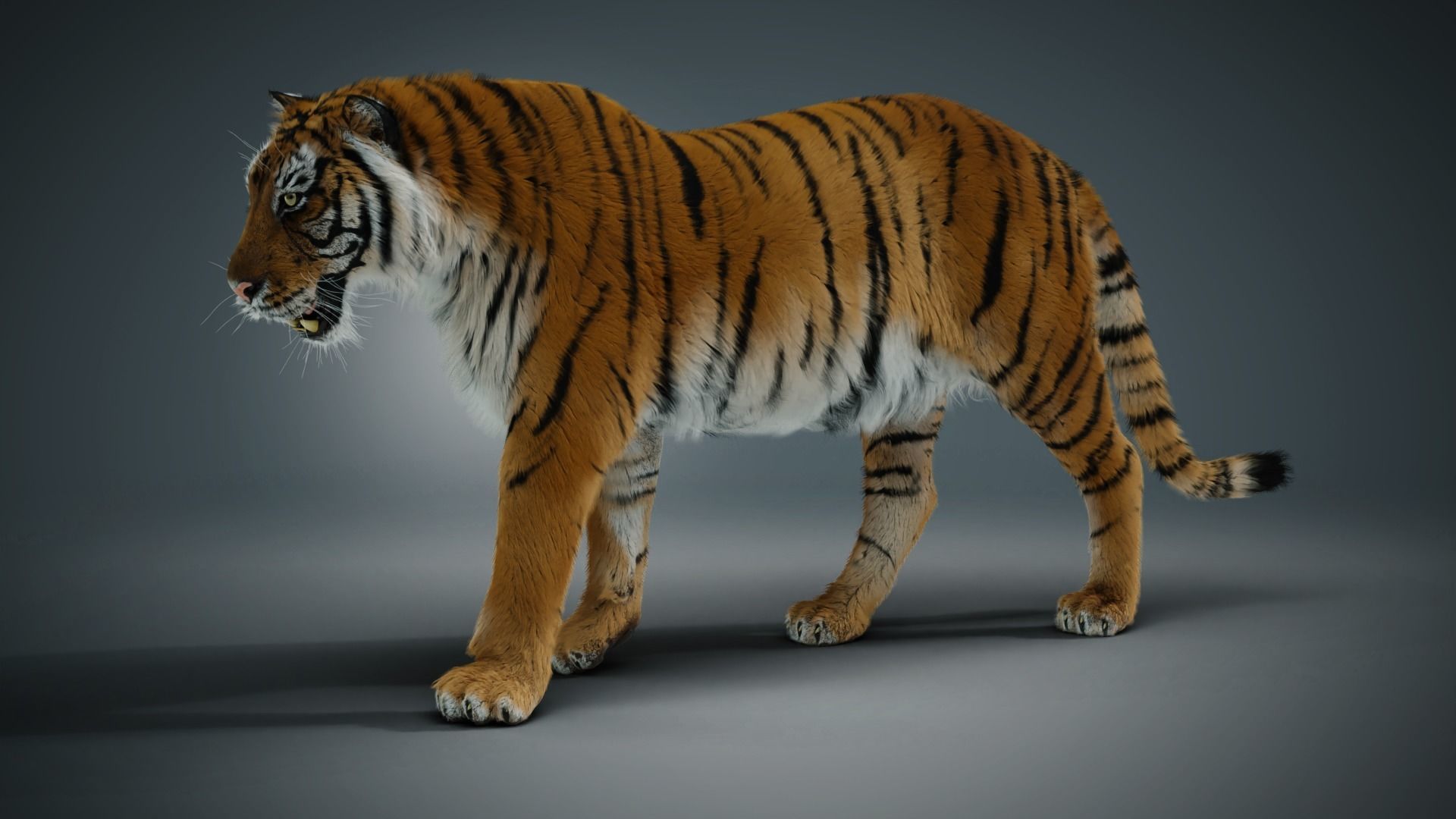 Siberian tiger 3D model_3