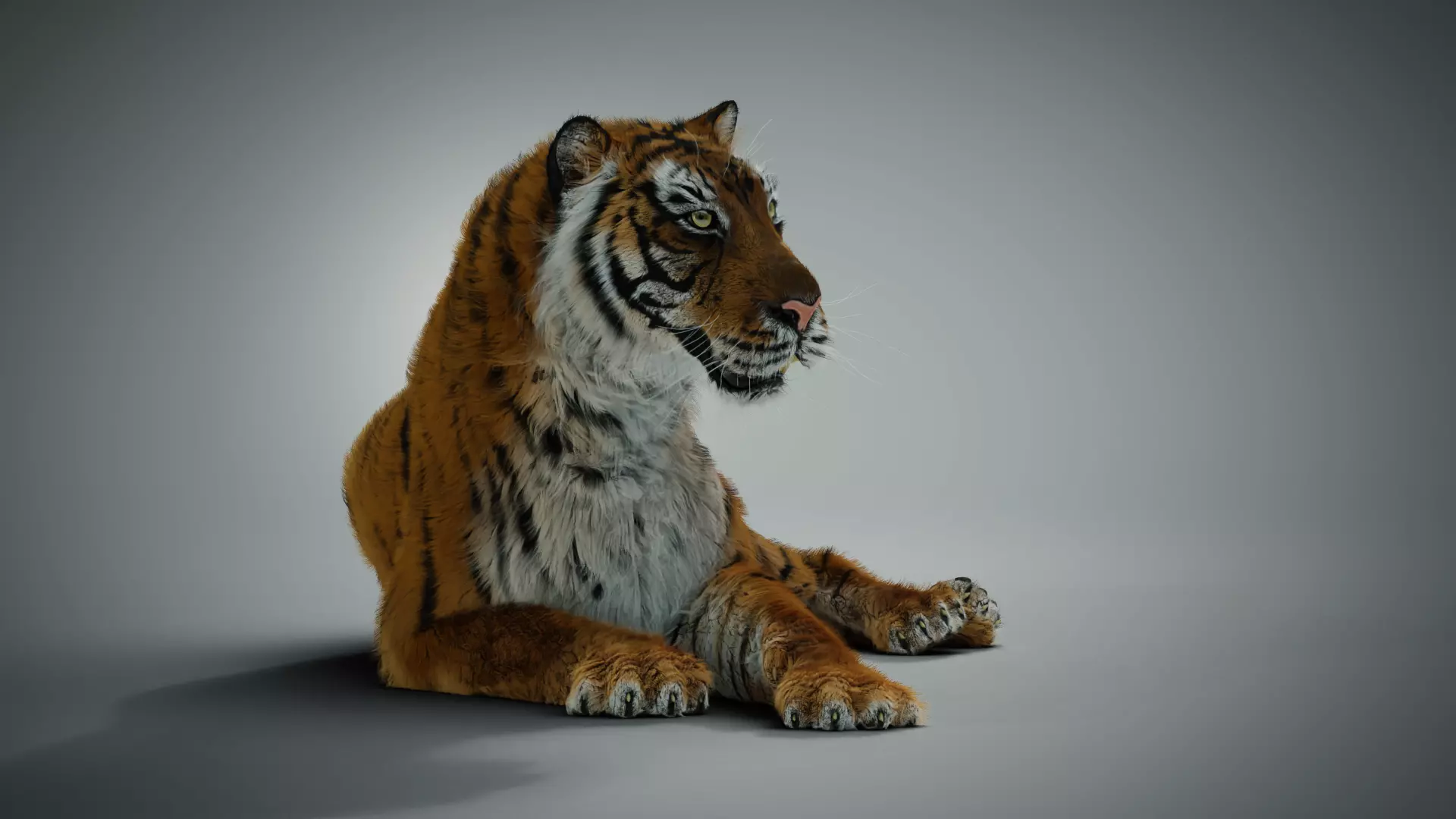 Siberian tiger 3D model_0