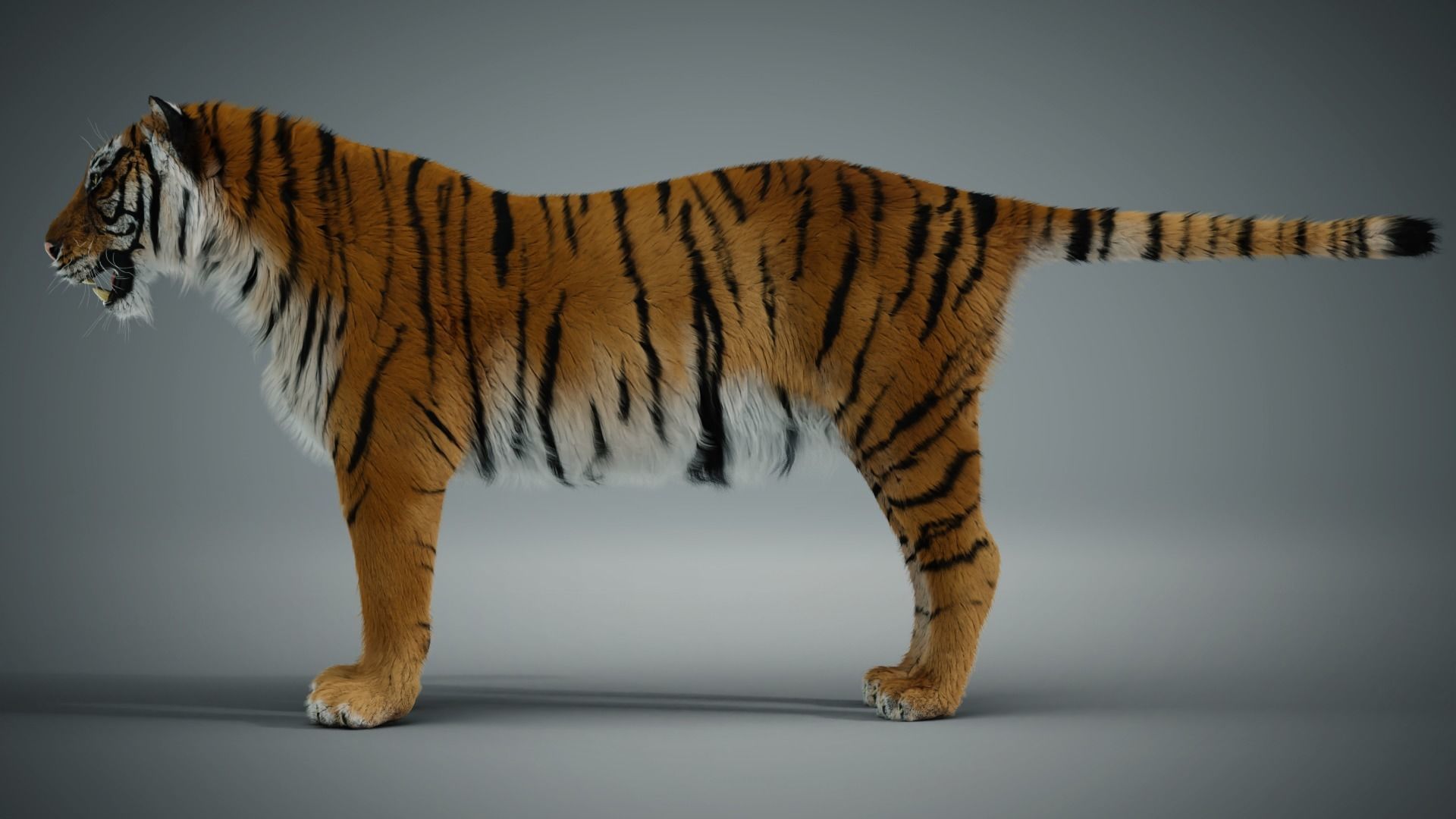 Siberian tiger 3D model_9