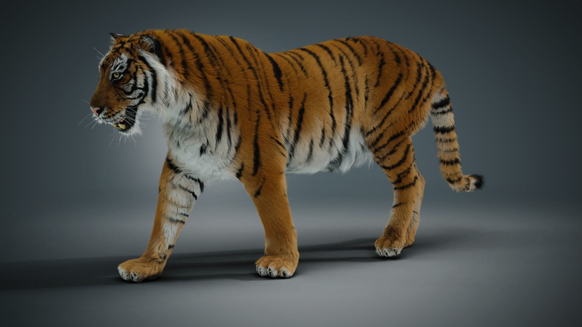 Siberian tiger 3D model_5